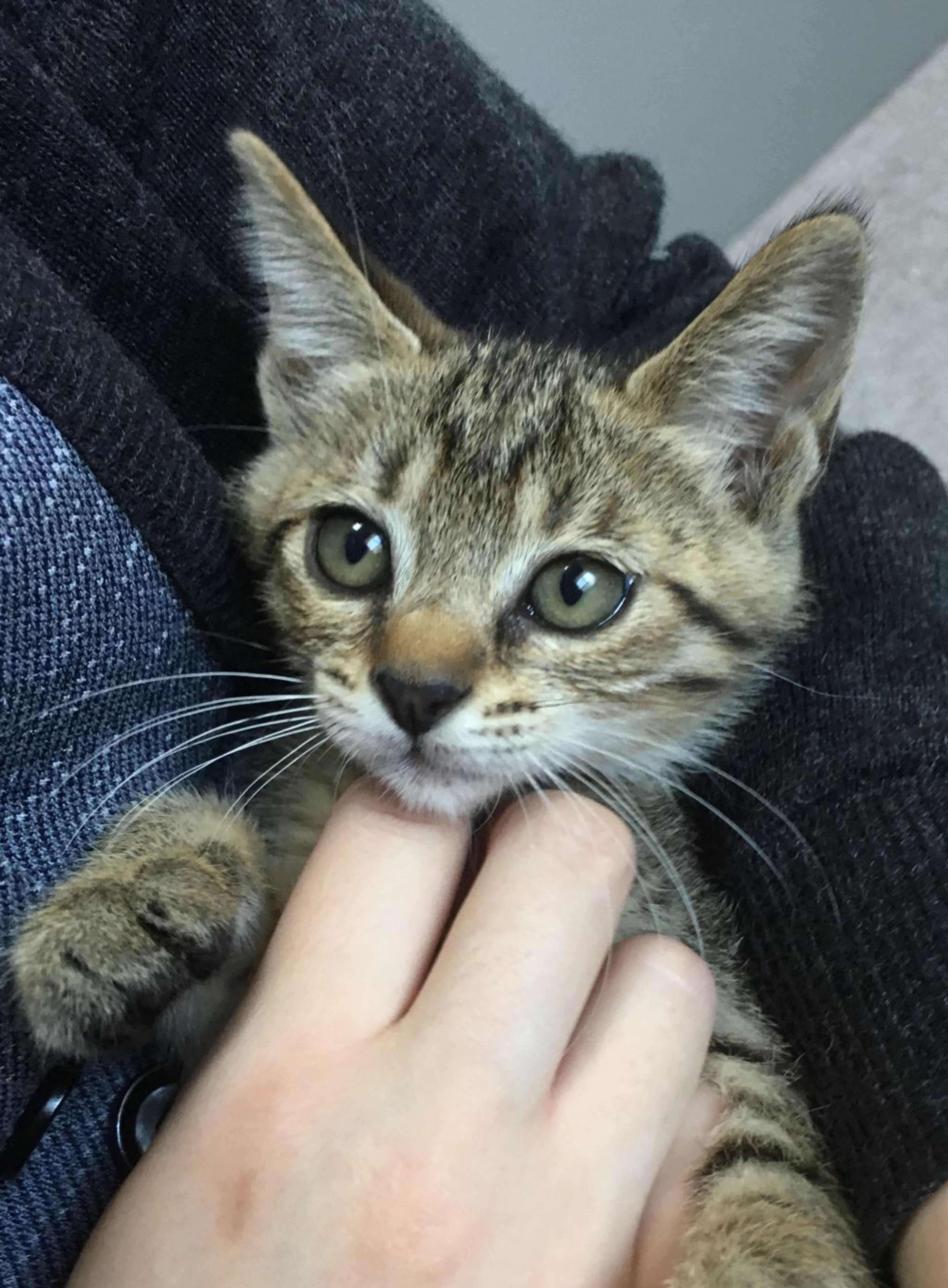 pet-image-2