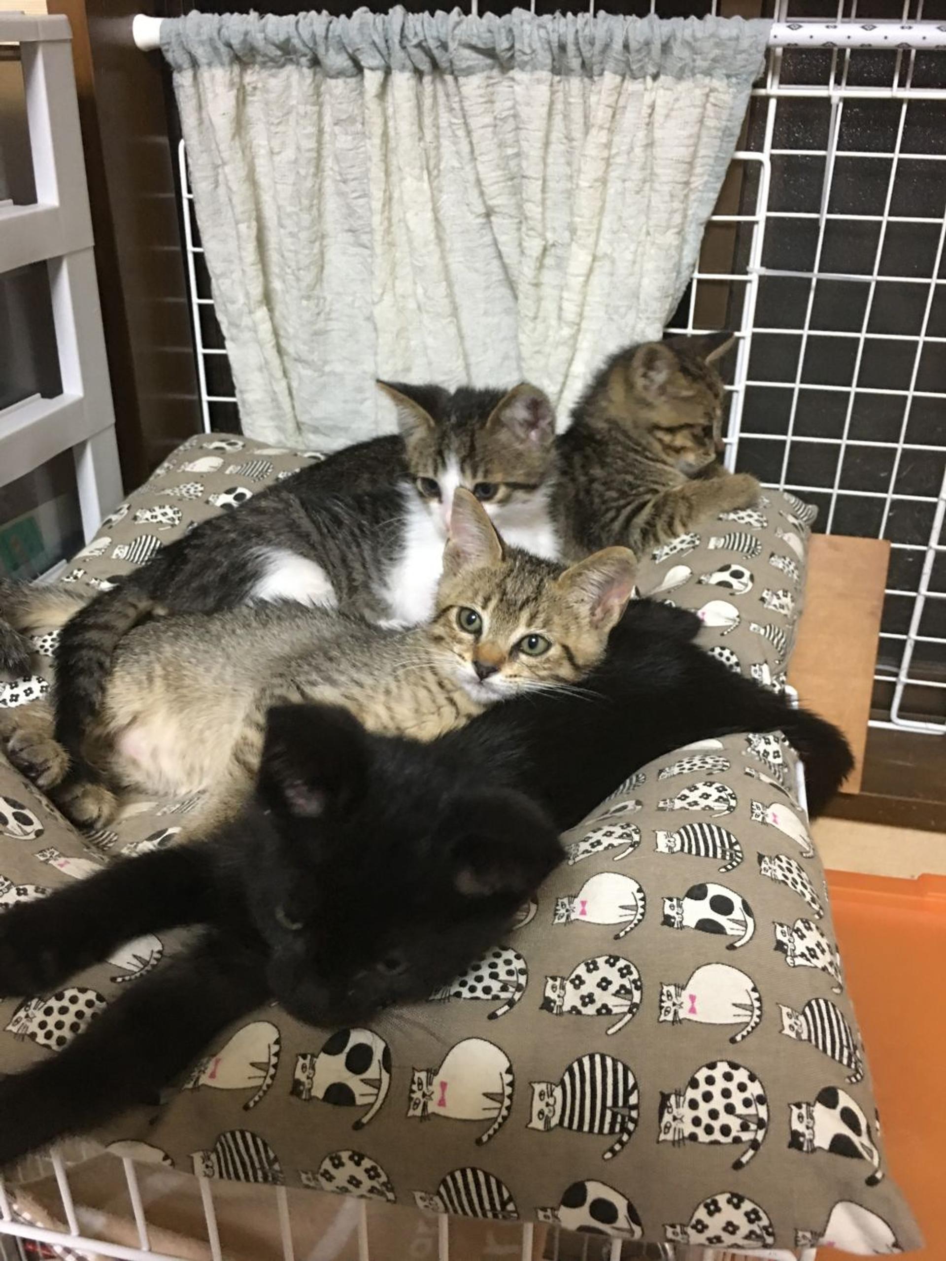 pet-image-4