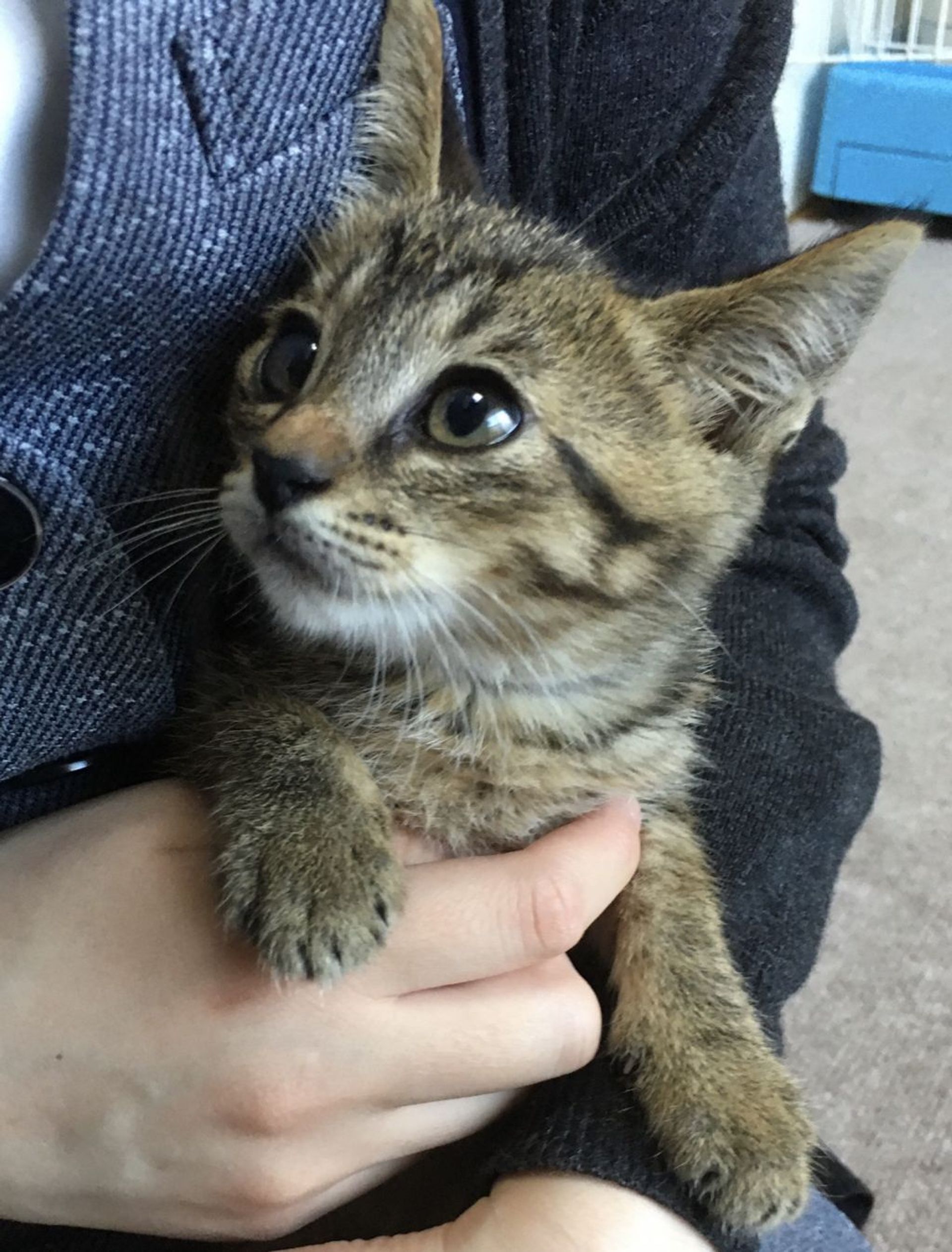 雑種（ミックス猫）・メスの里親募集の写真