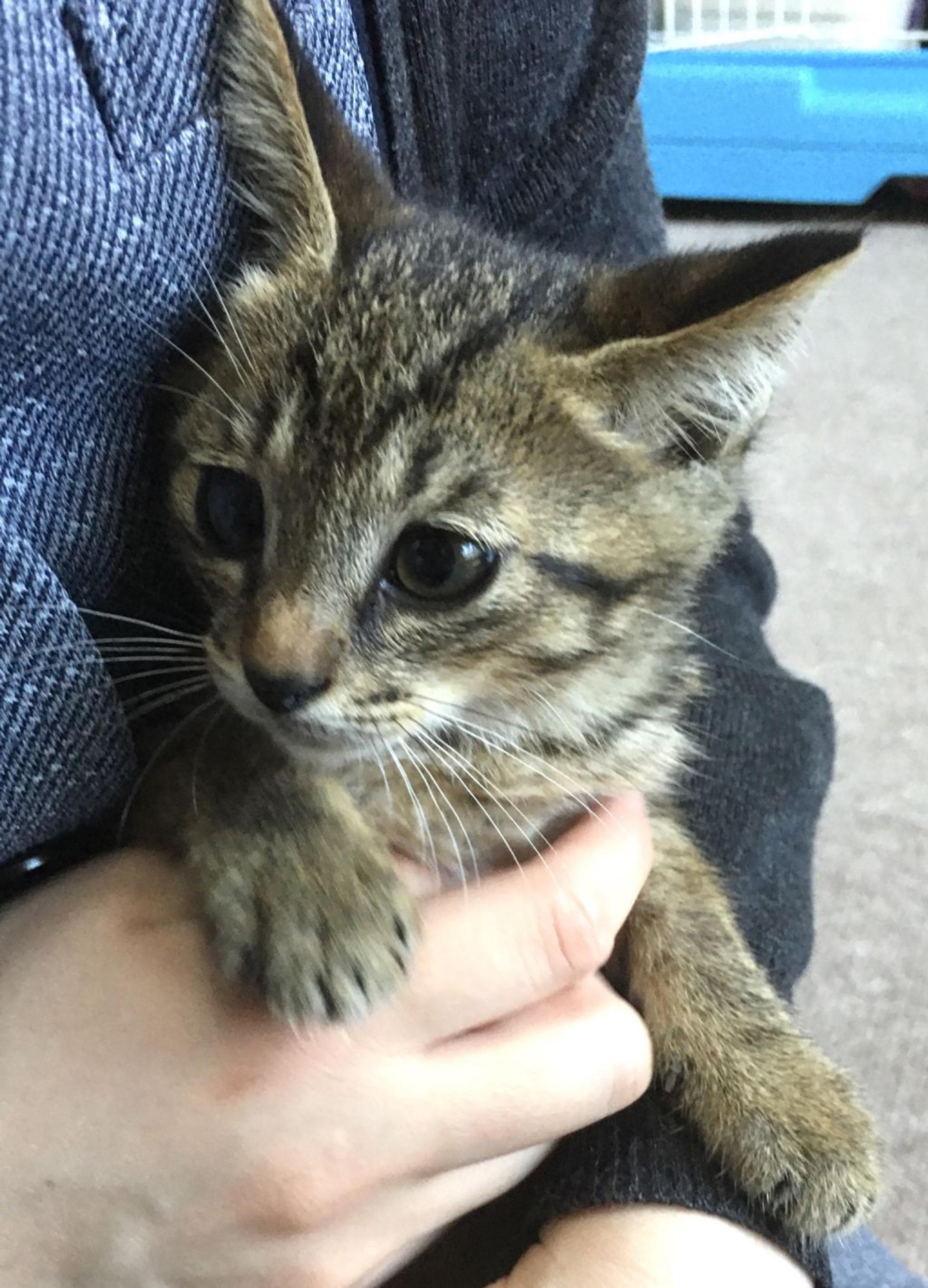 pet-image-2