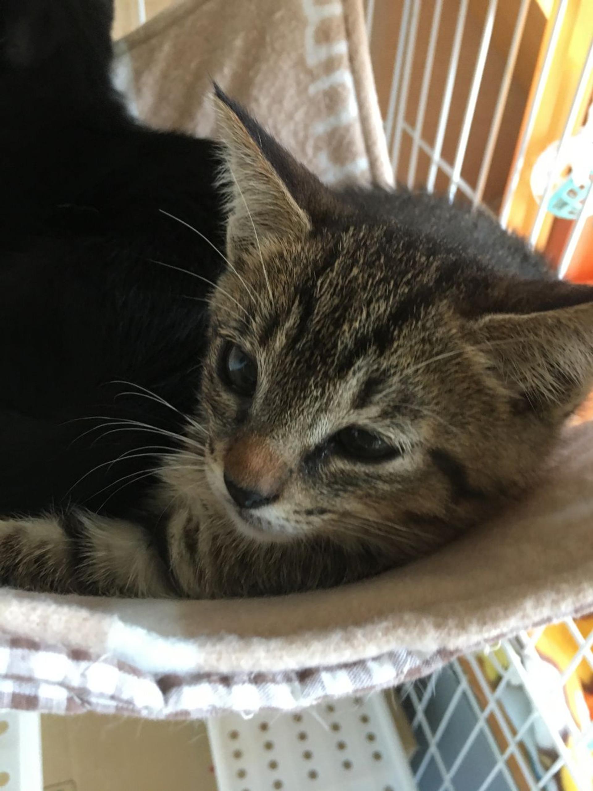 pet-image-3