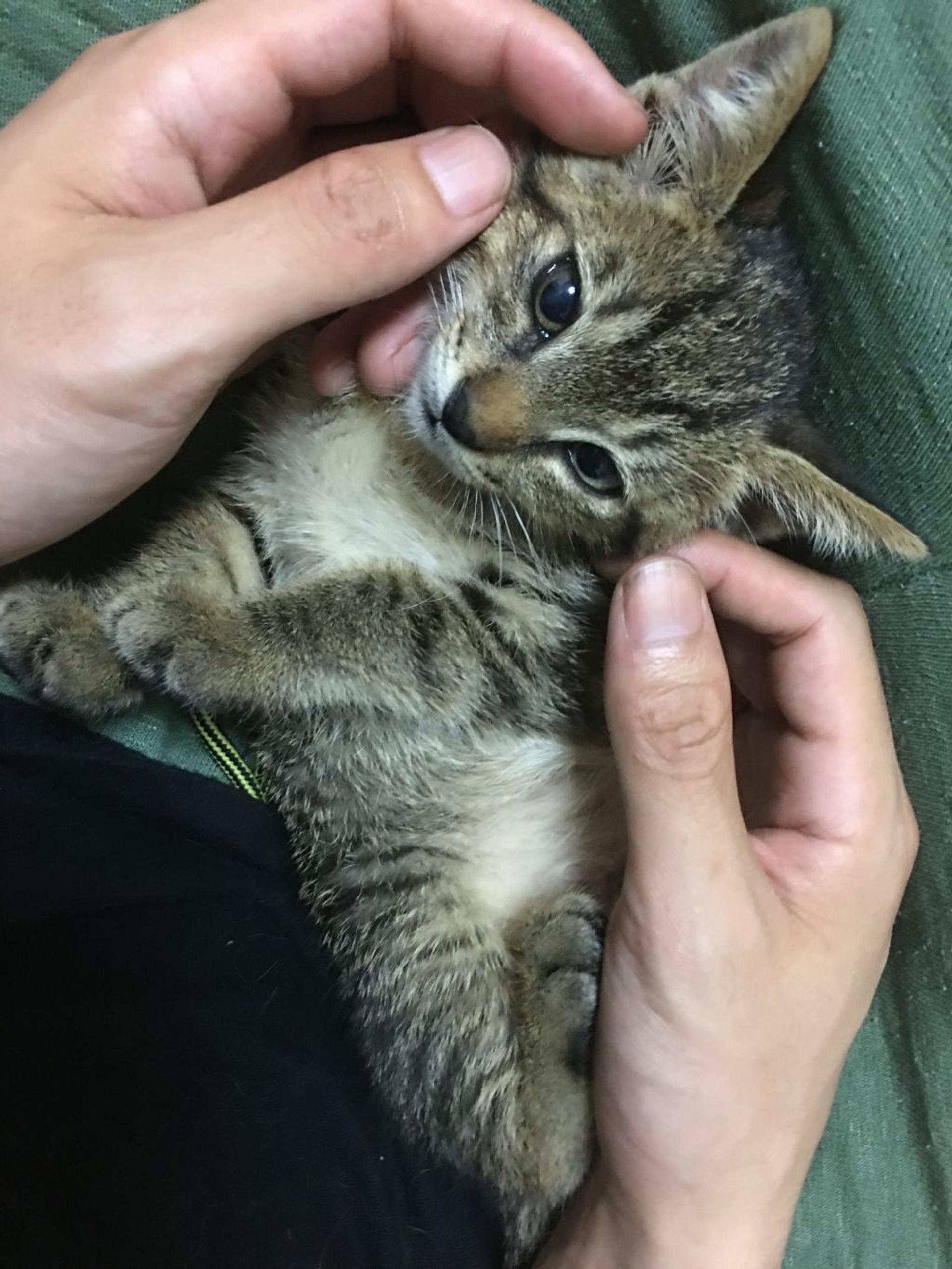pet-image-4