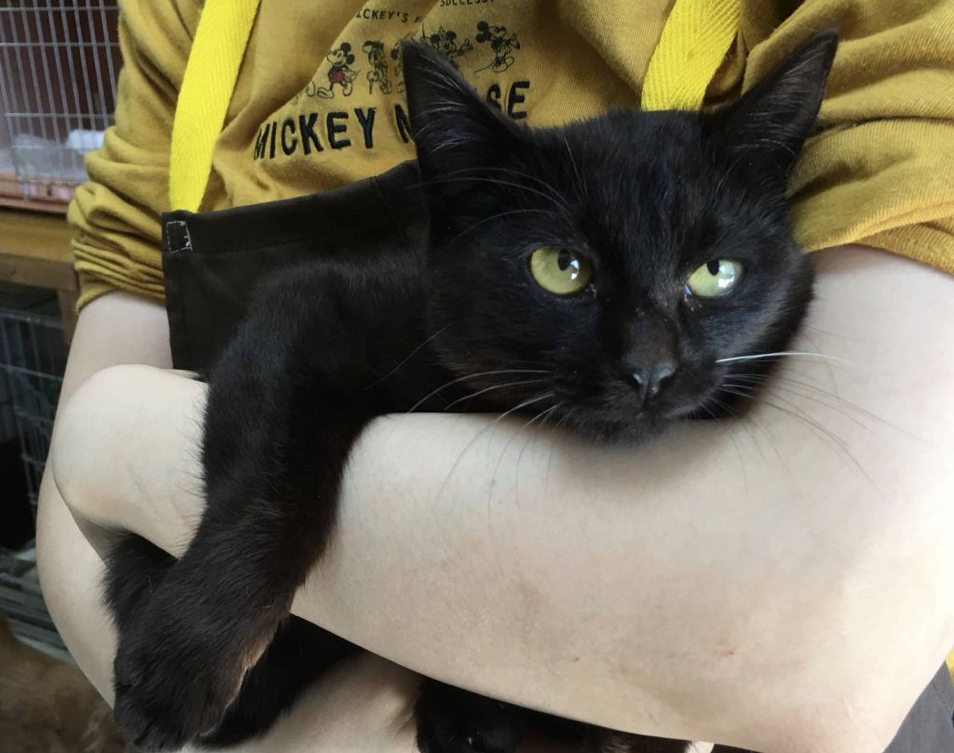 雑種（ミックス猫）・メスの里親募集の写真