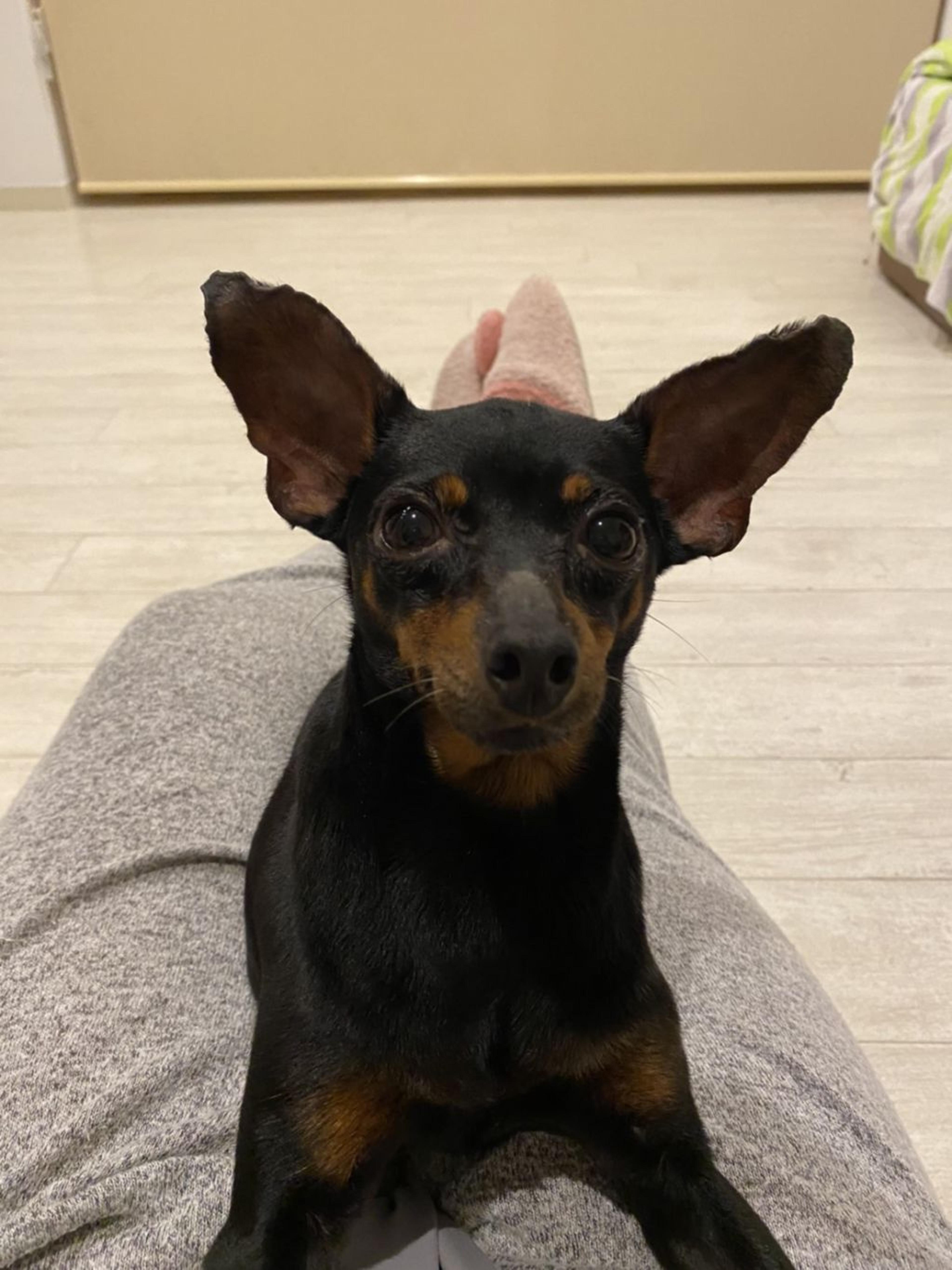 pet-image-2