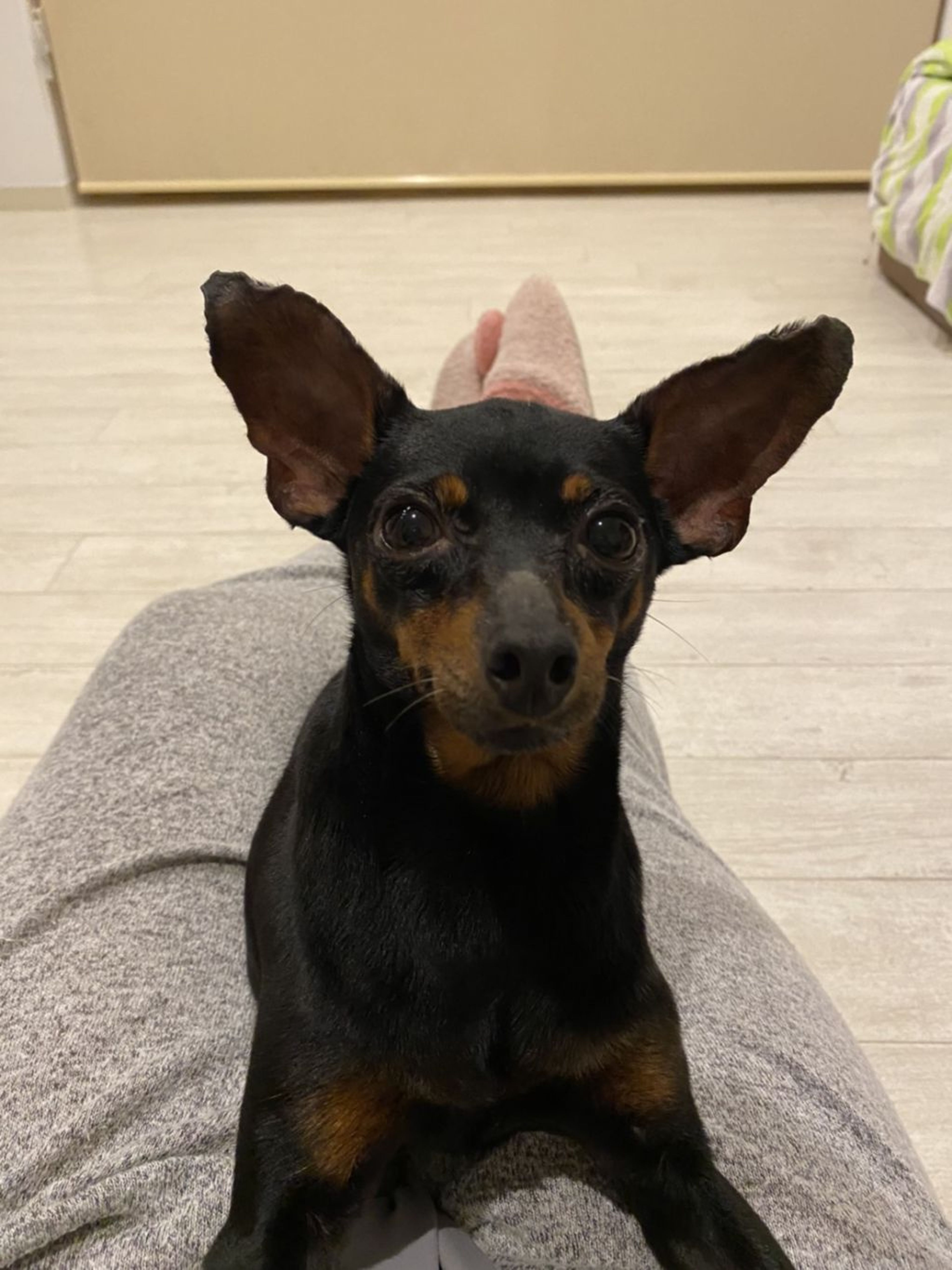 pet-image-2