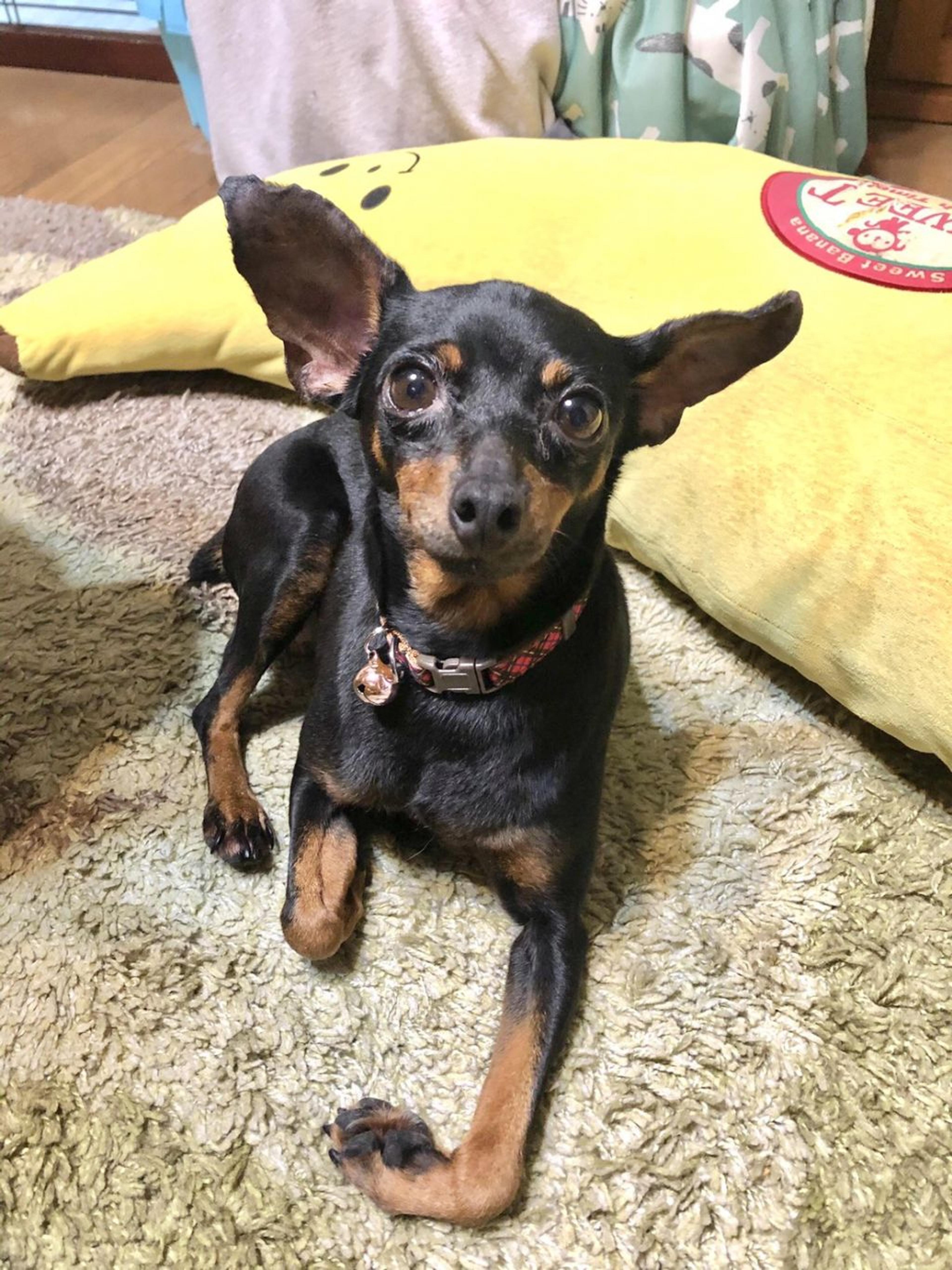 pet-image-3