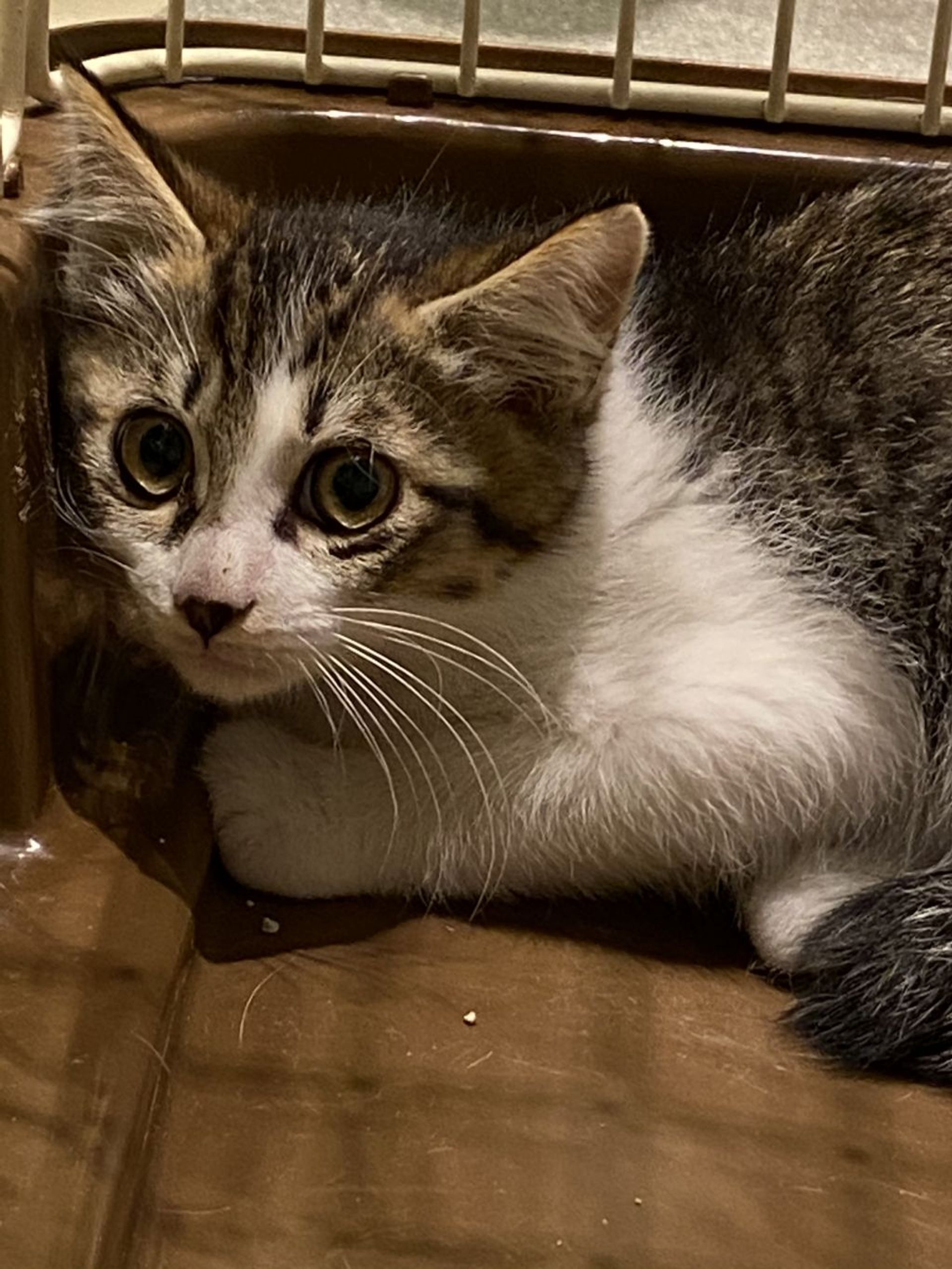 雑種（ミックス猫）・オスの里親募集の写真