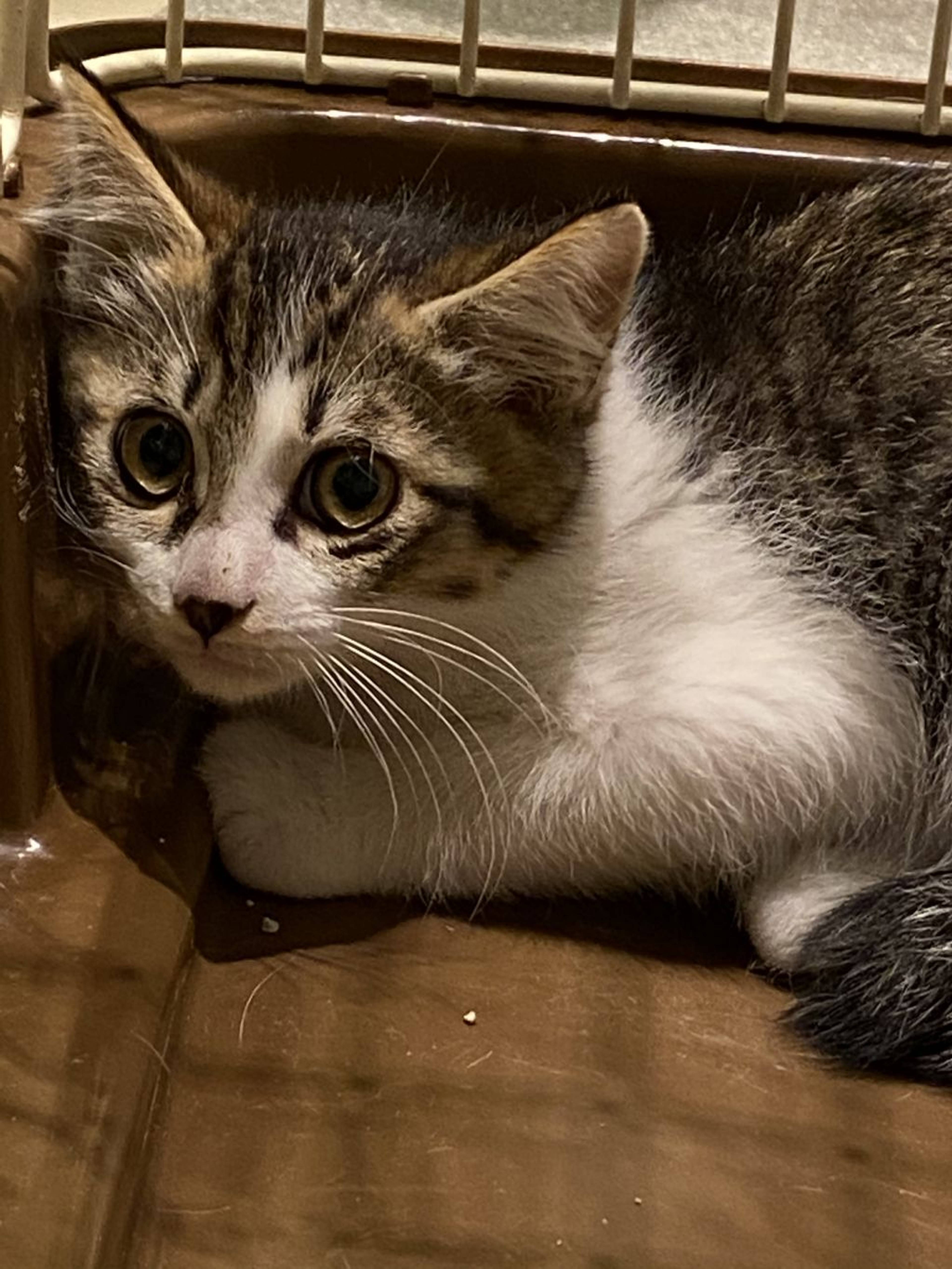 雑種（ミックス猫）・オスの里親募集の写真