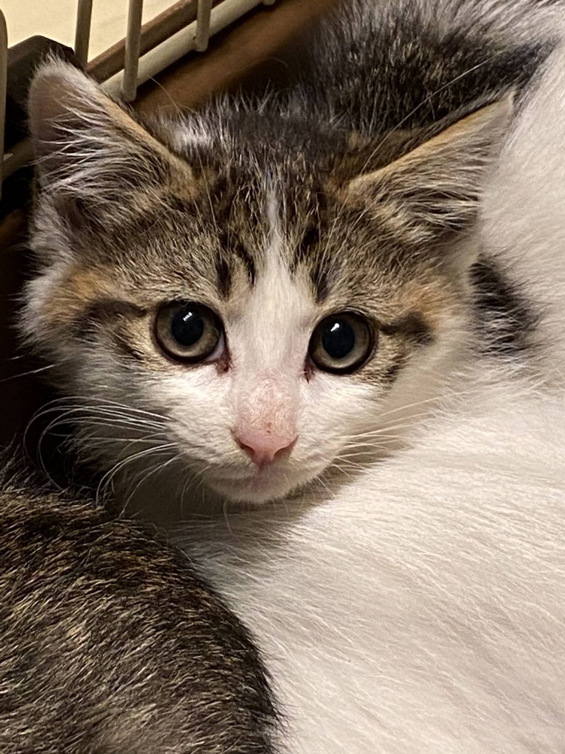 雑種（ミックス猫）・メスの里親募集の写真