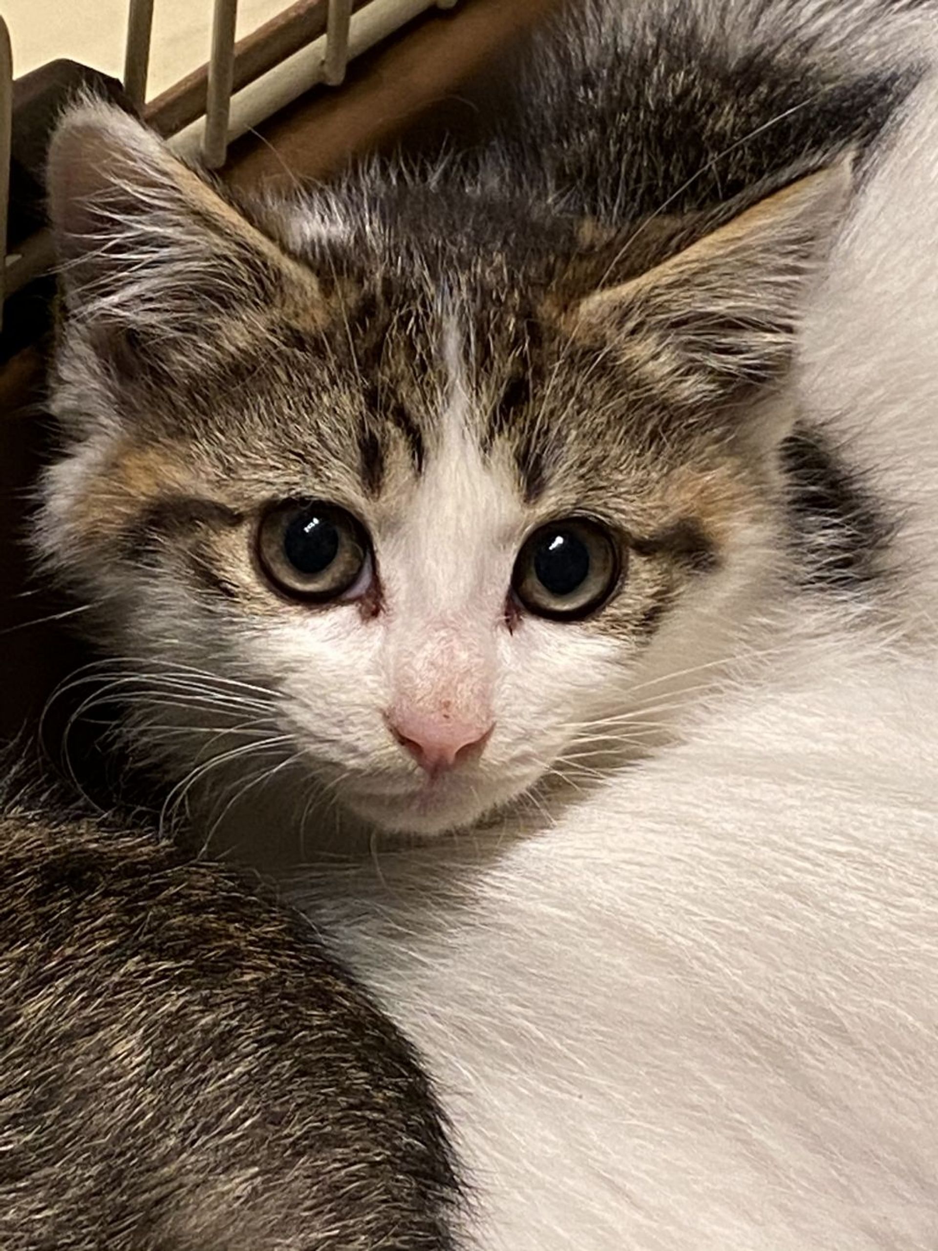 雑種（ミックス猫）・メスの里親募集の写真