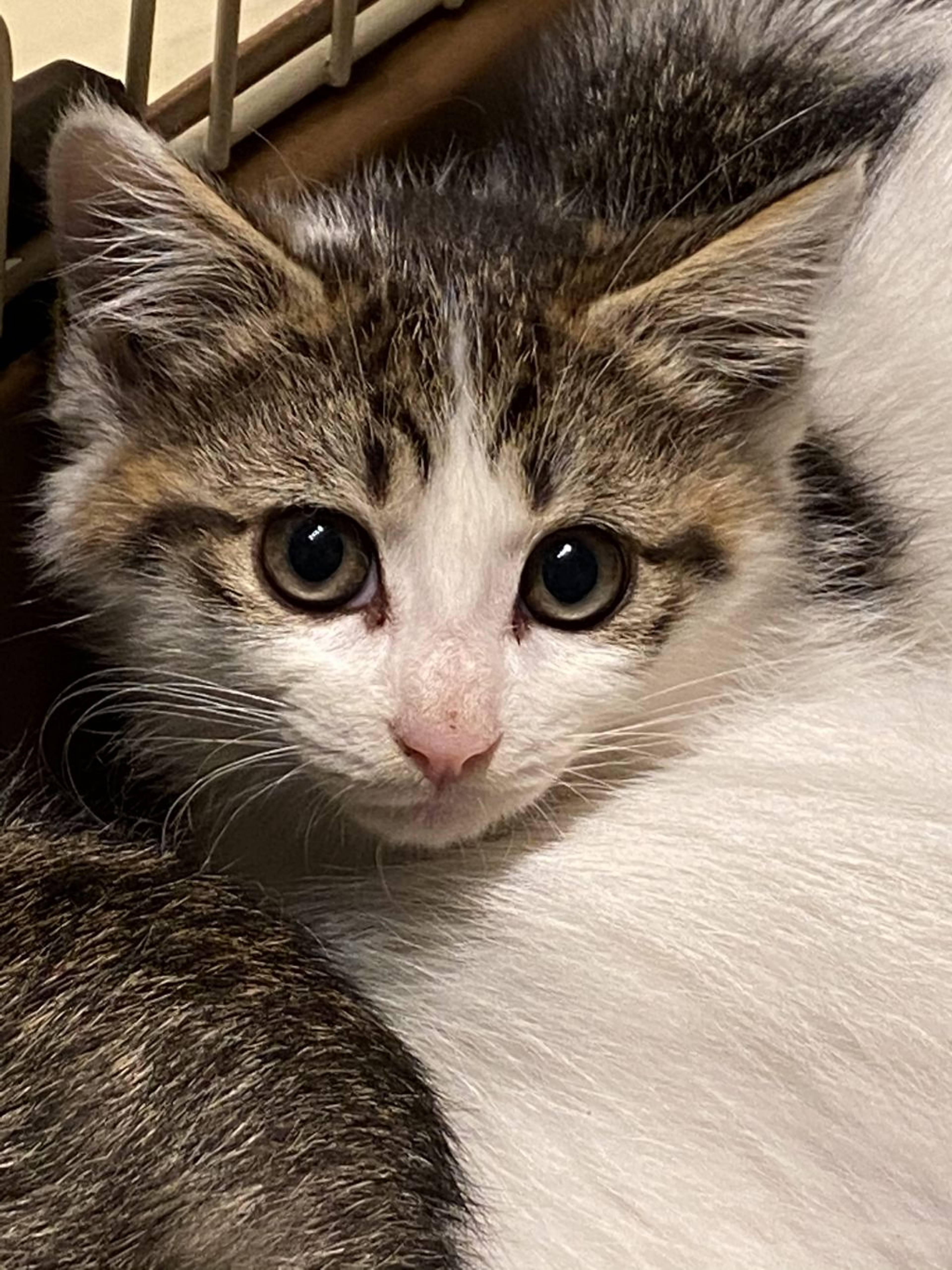 雑種（ミックス猫）・メスの里親募集の写真