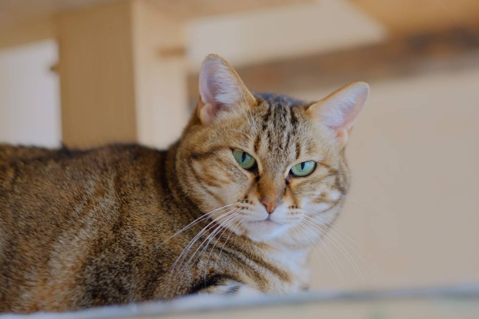 雑種（ミックス猫）・メスの里親募集の写真
