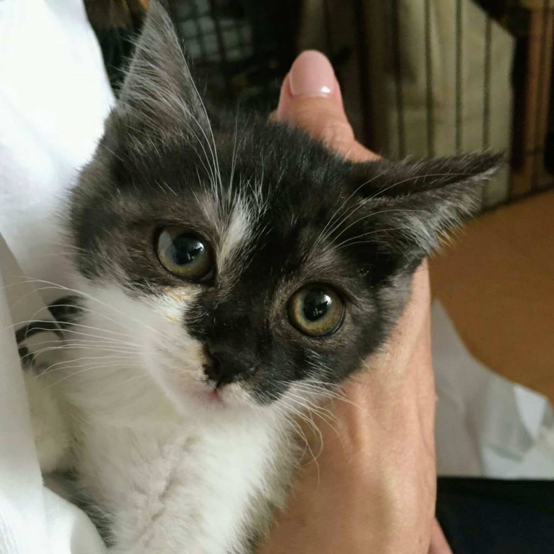 雑種（ミックス猫）・メスの里親募集の写真