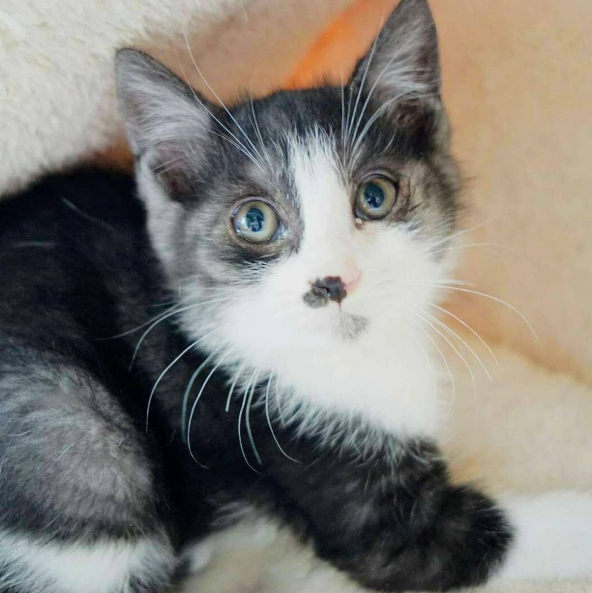 雑種（ミックス猫）・オスの里親募集の写真