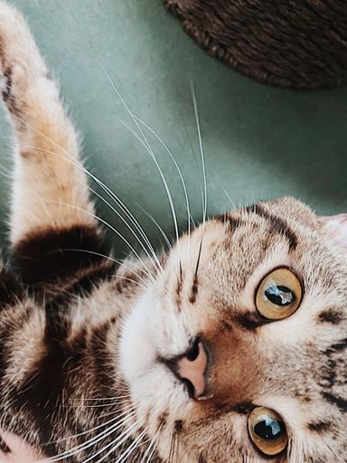 リキの写真