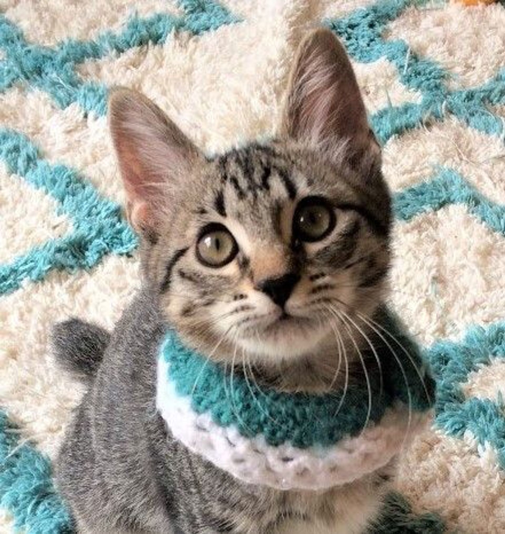 雑種（ミックス猫）・オスの里親募集の写真