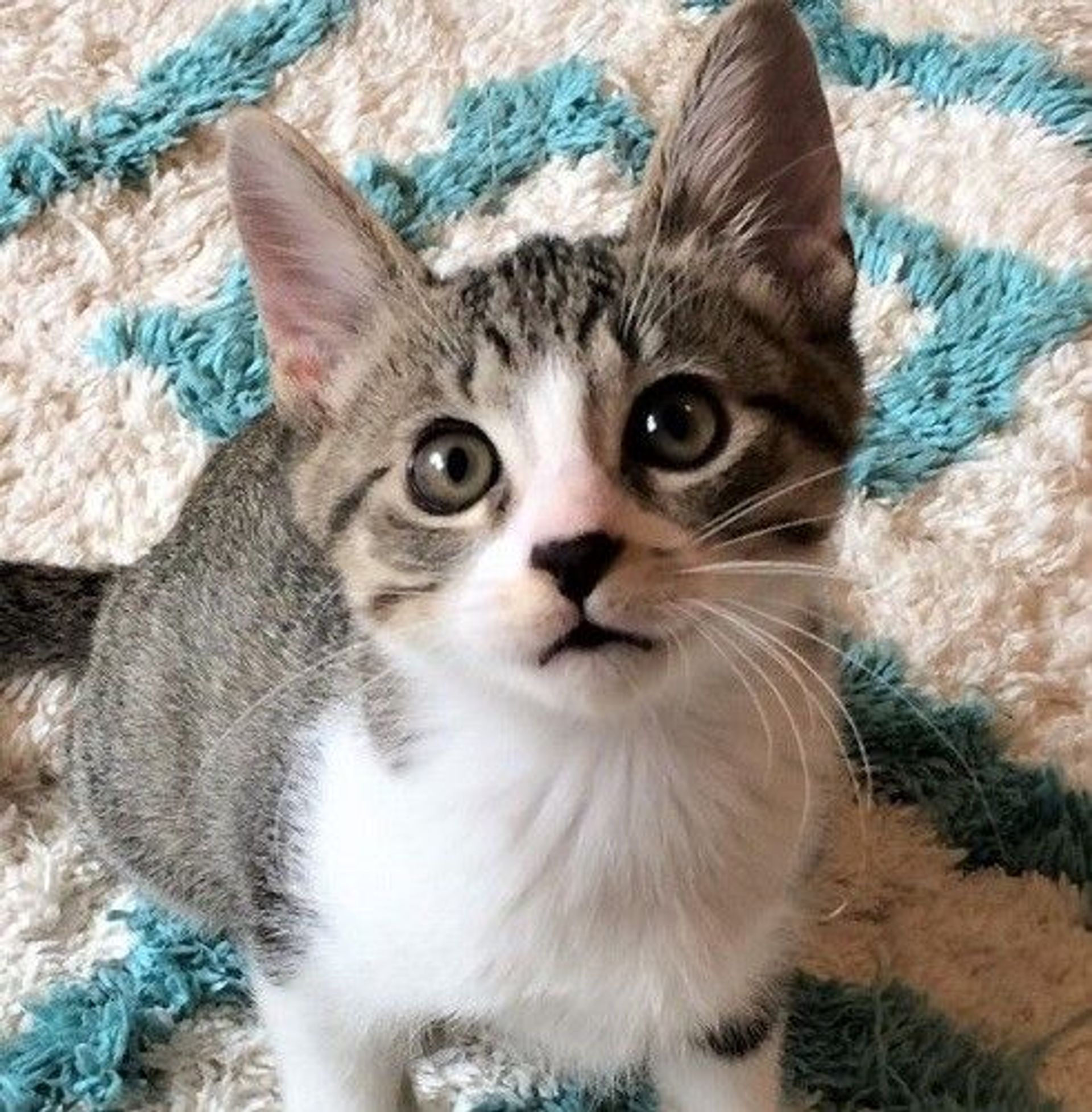 雑種（ミックス猫）・オスの里親募集の写真
