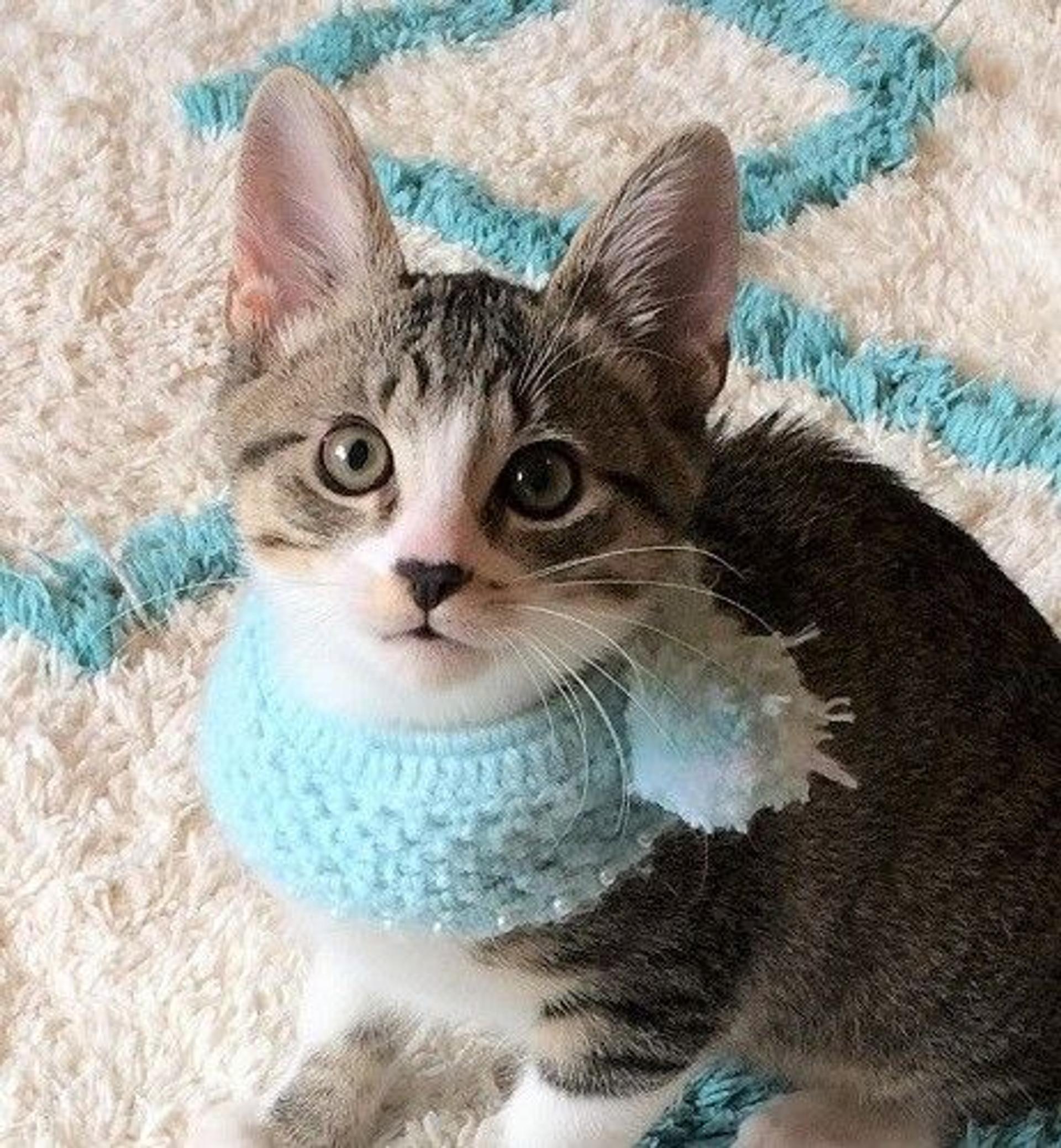 pet-image-3
