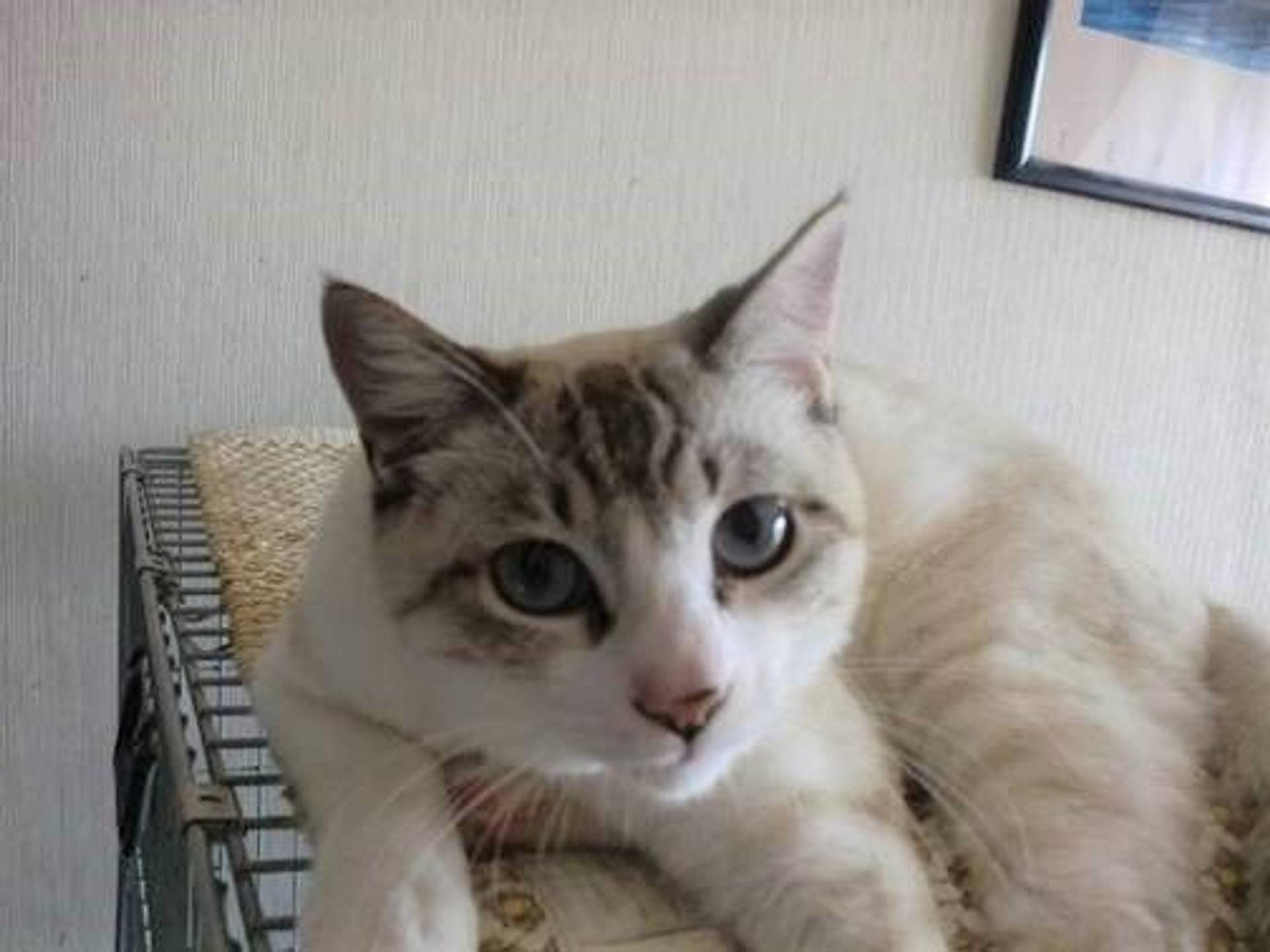 雑種（ミックス猫）・オスの里親募集の写真