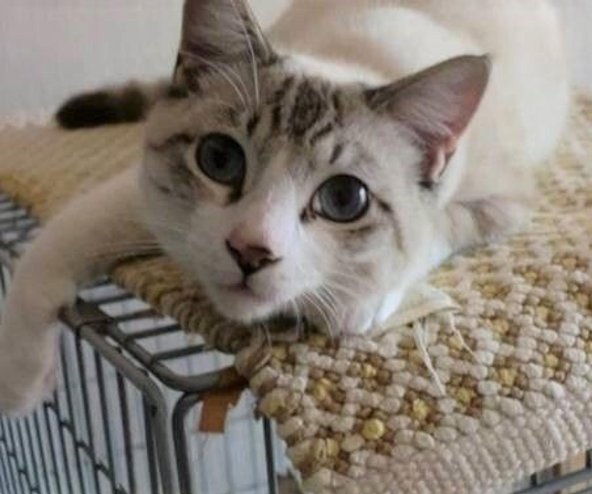 pet-image-5