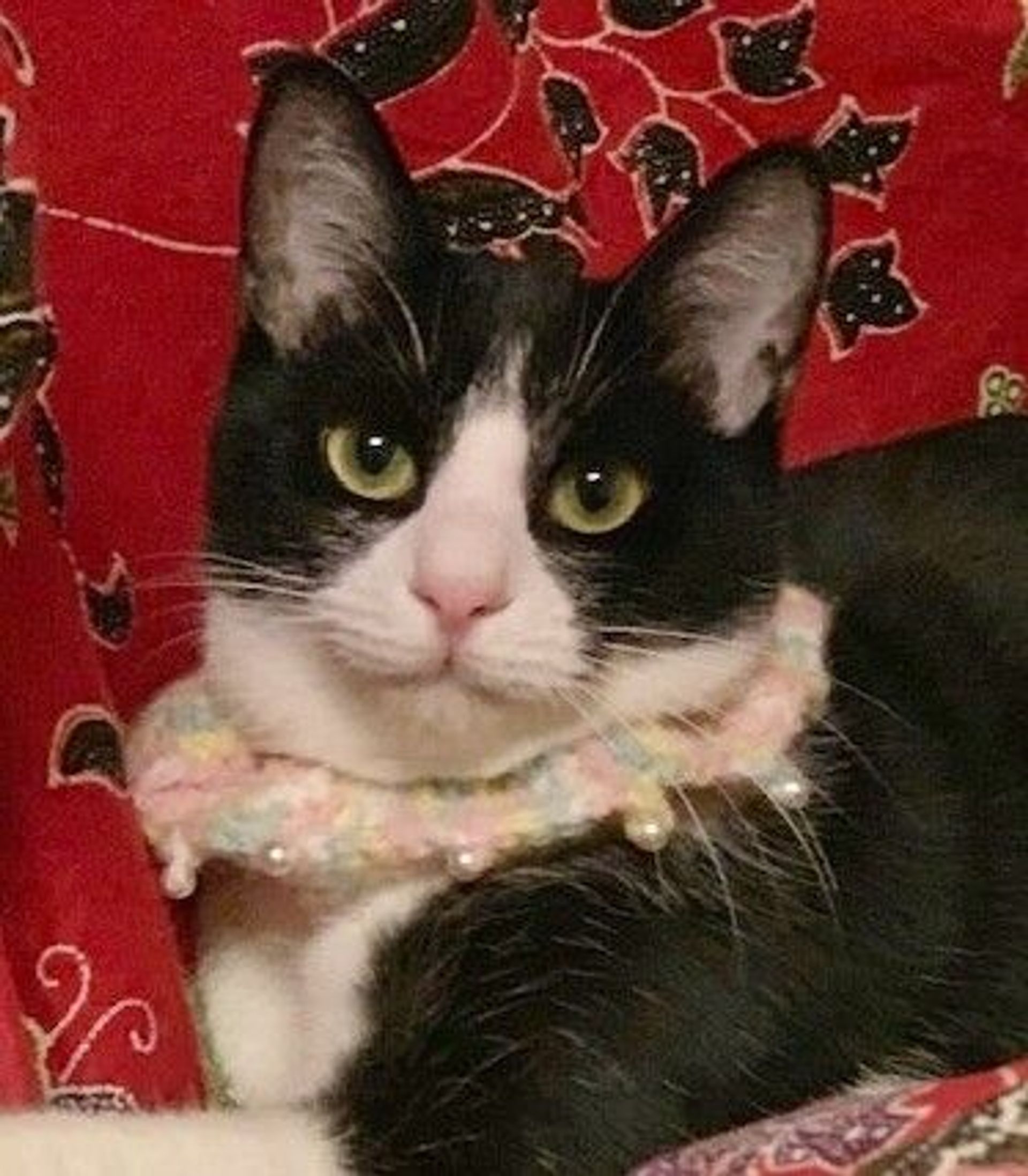 雑種（ミックス猫）・メスの里親募集の写真
