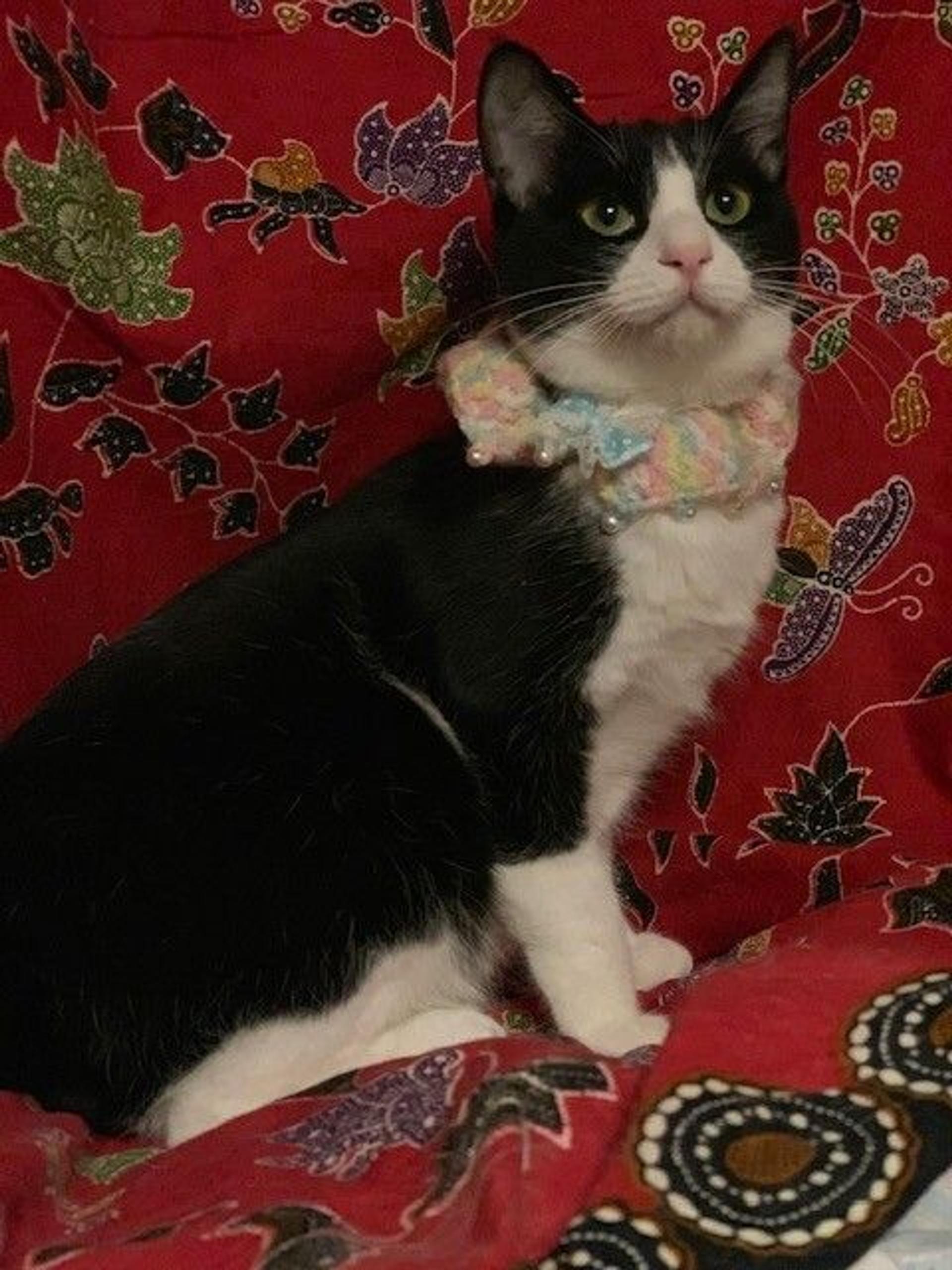 pet-image-3