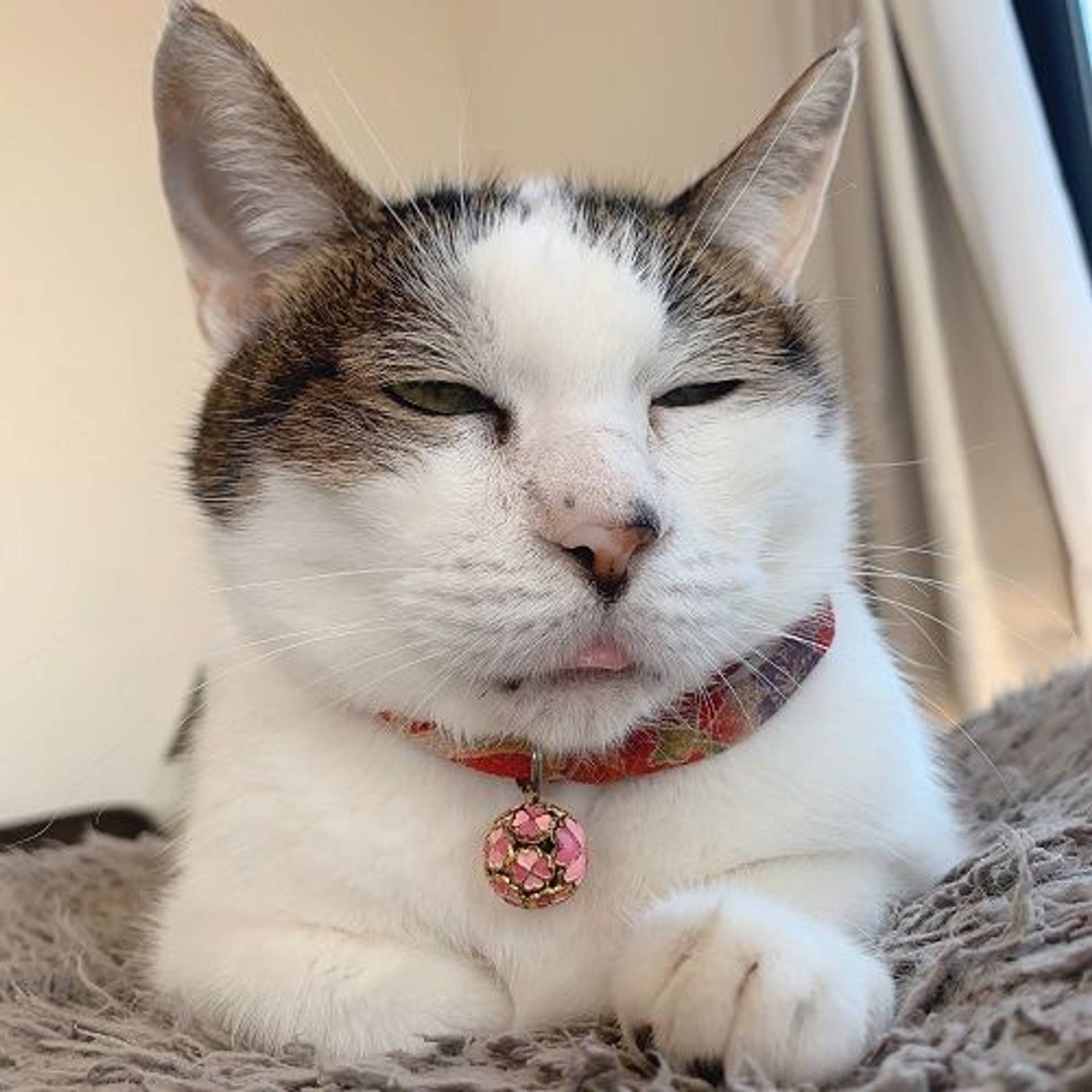 雑種（ミックス猫）・メスの里親募集の写真