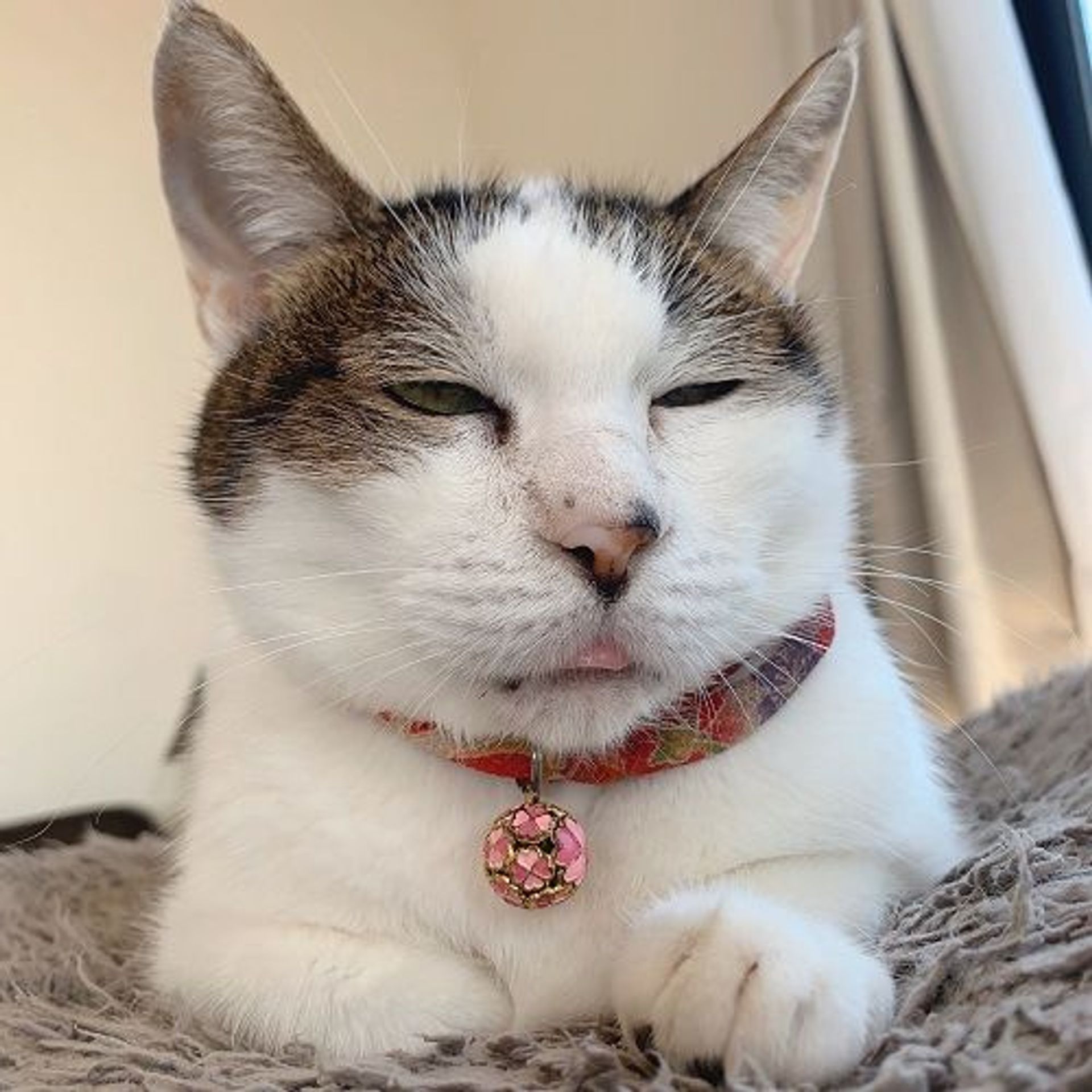 雑種（ミックス猫）・メスの里親募集の写真