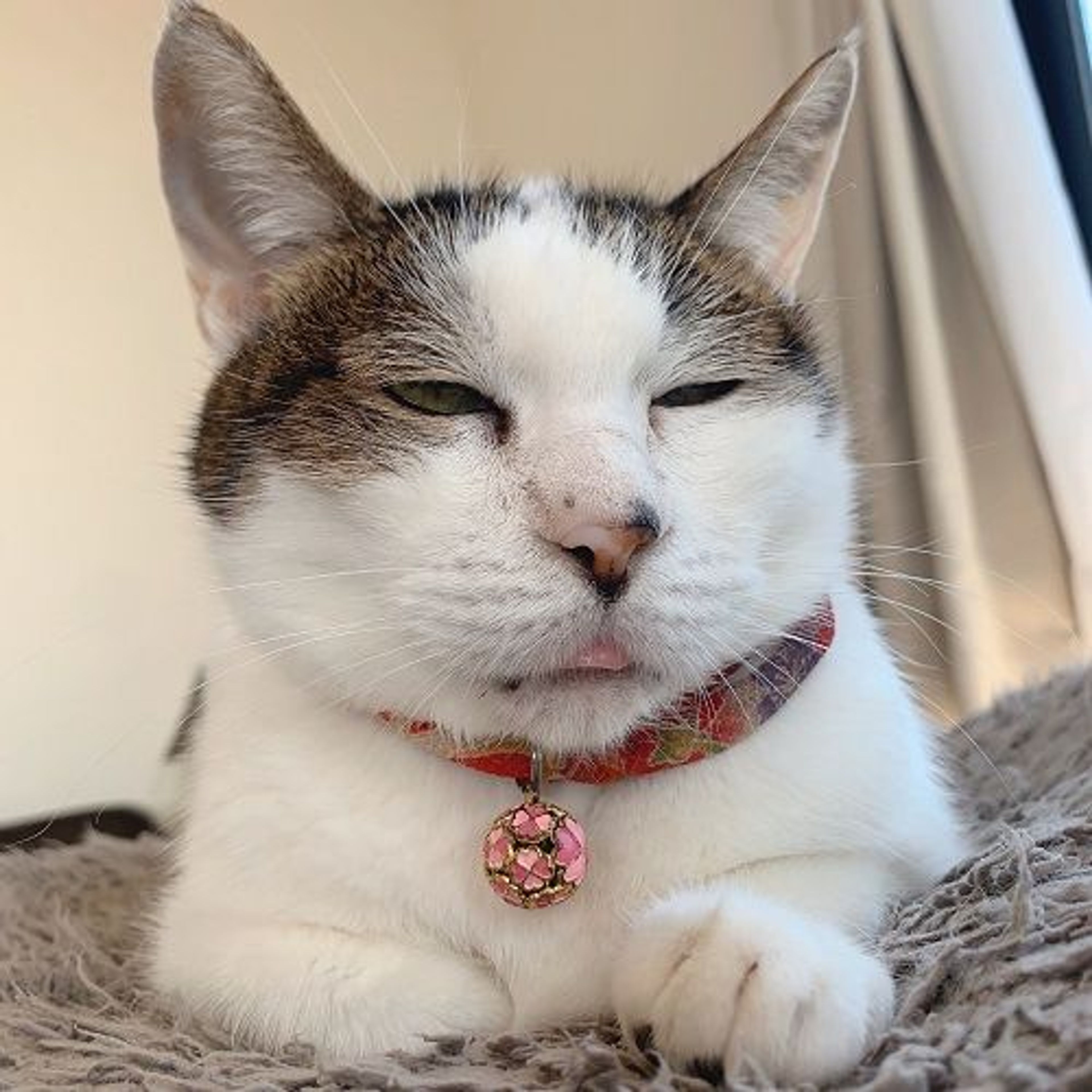雑種（ミックス猫）・メスの里親募集の写真