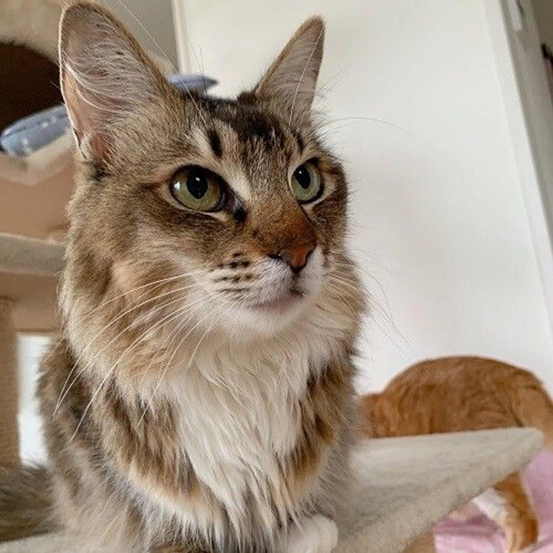 pet-image-2