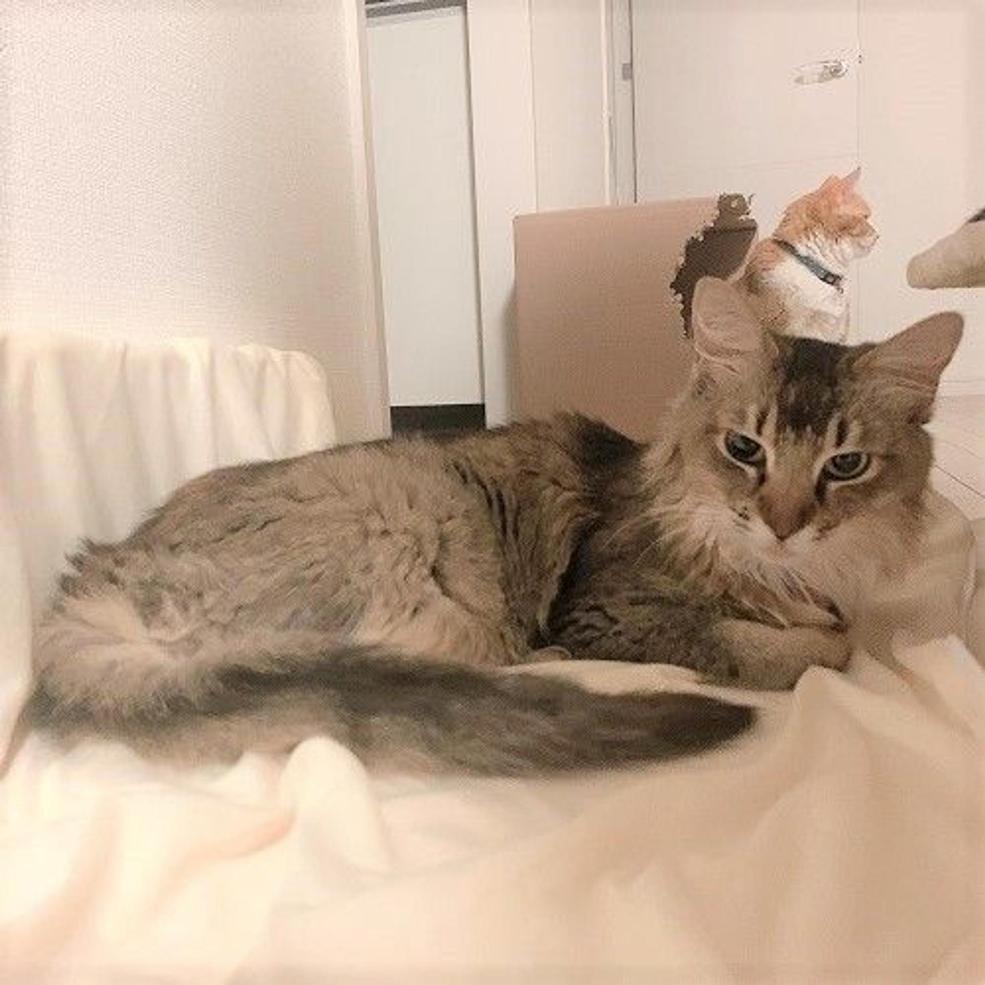 pet-image-4