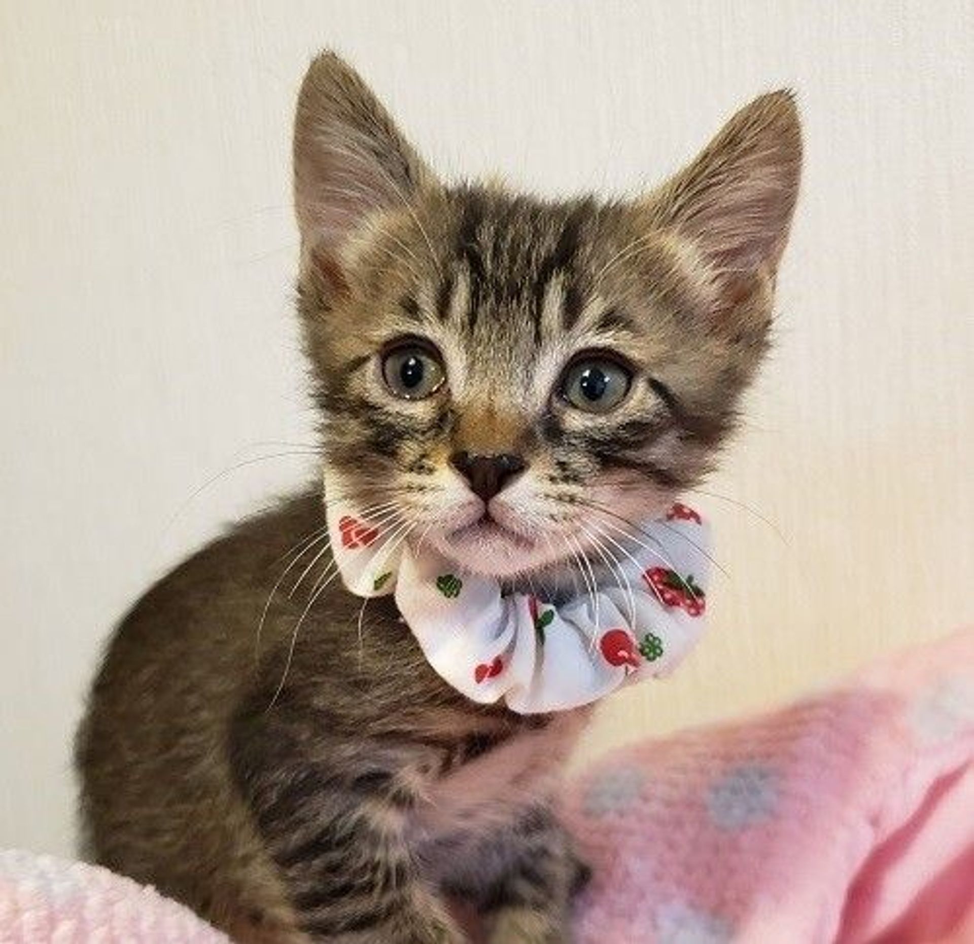 雑種（ミックス猫）・オスの里親募集の写真