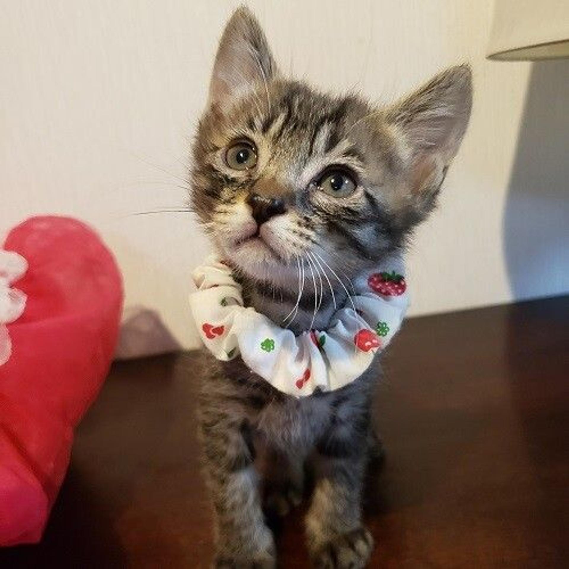 pet-image-2