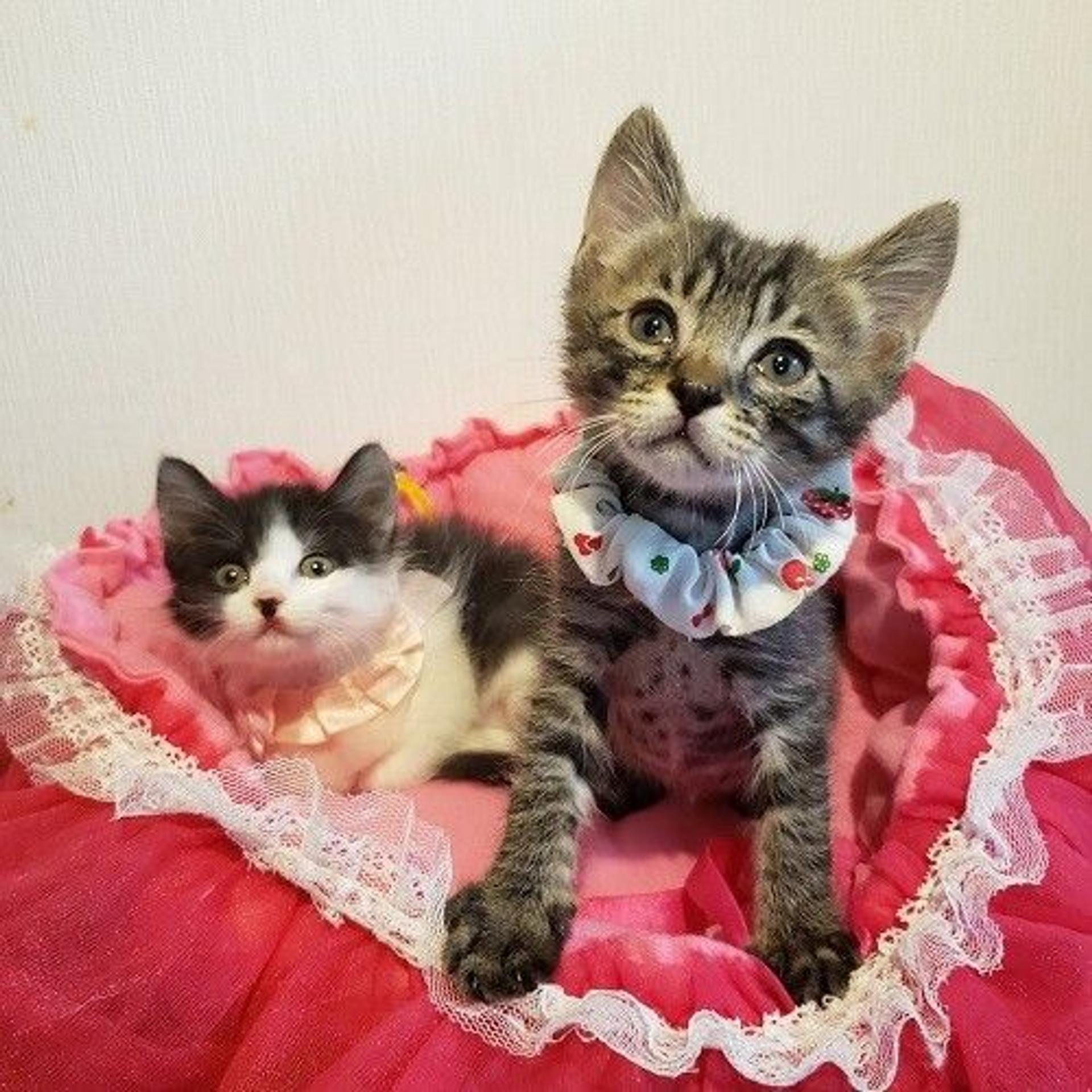 pet-image-3