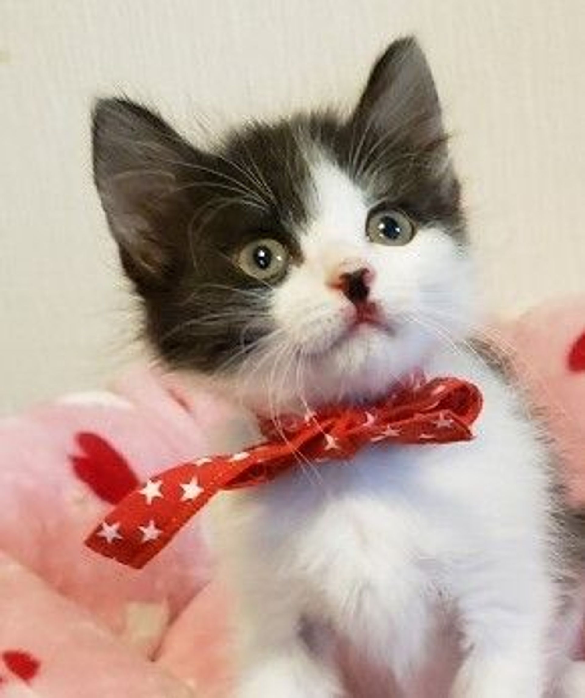 雑種（ミックス猫）・メスの里親募集の写真