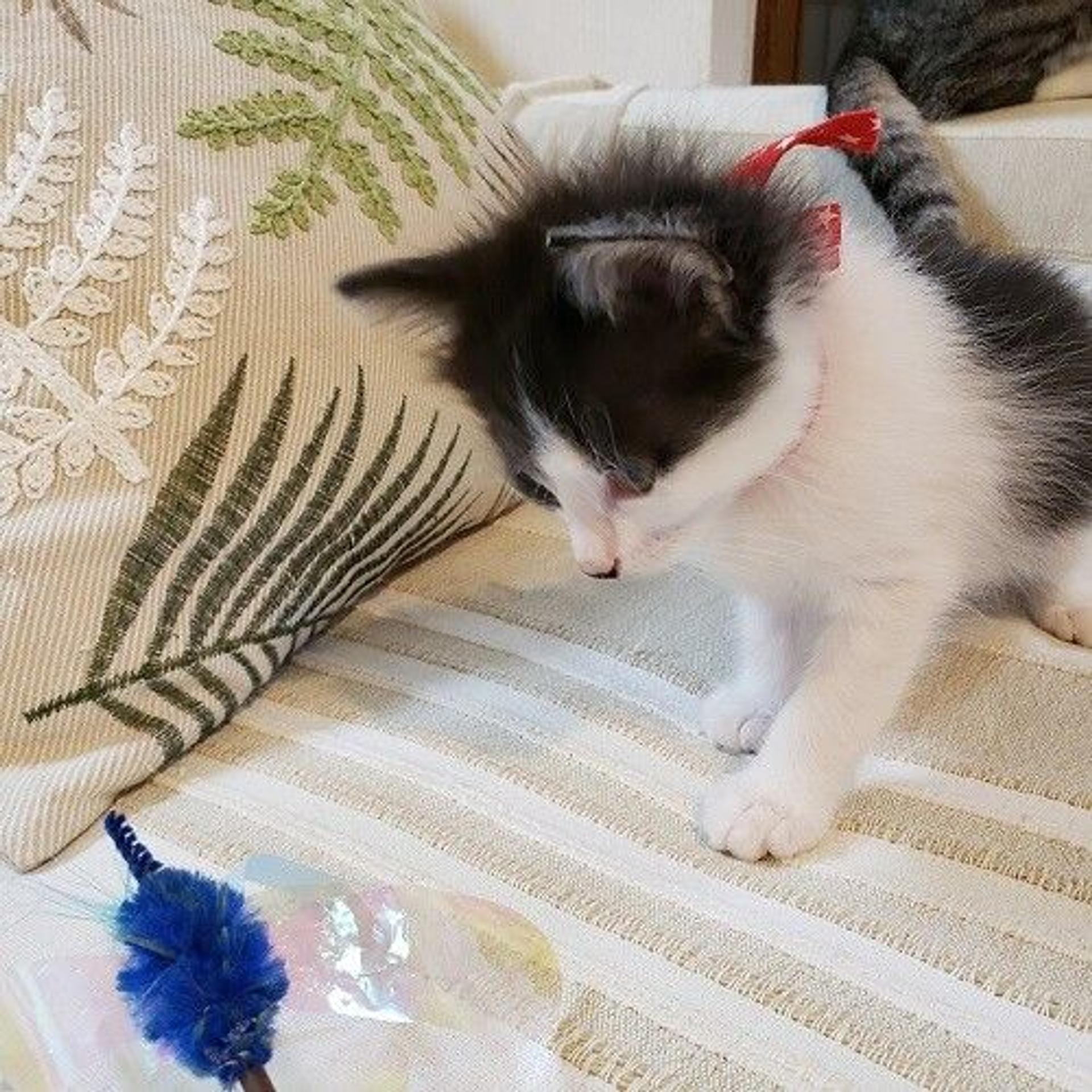 pet-image-4
