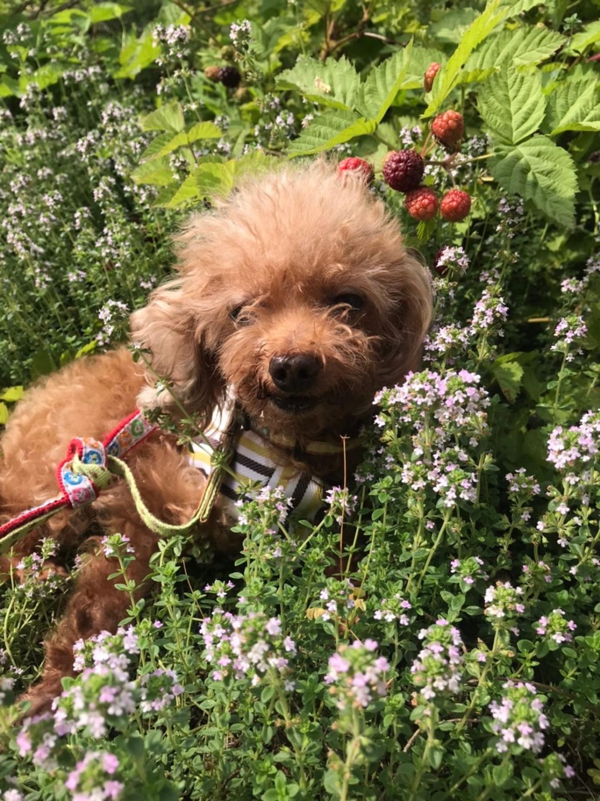 pet-image-3