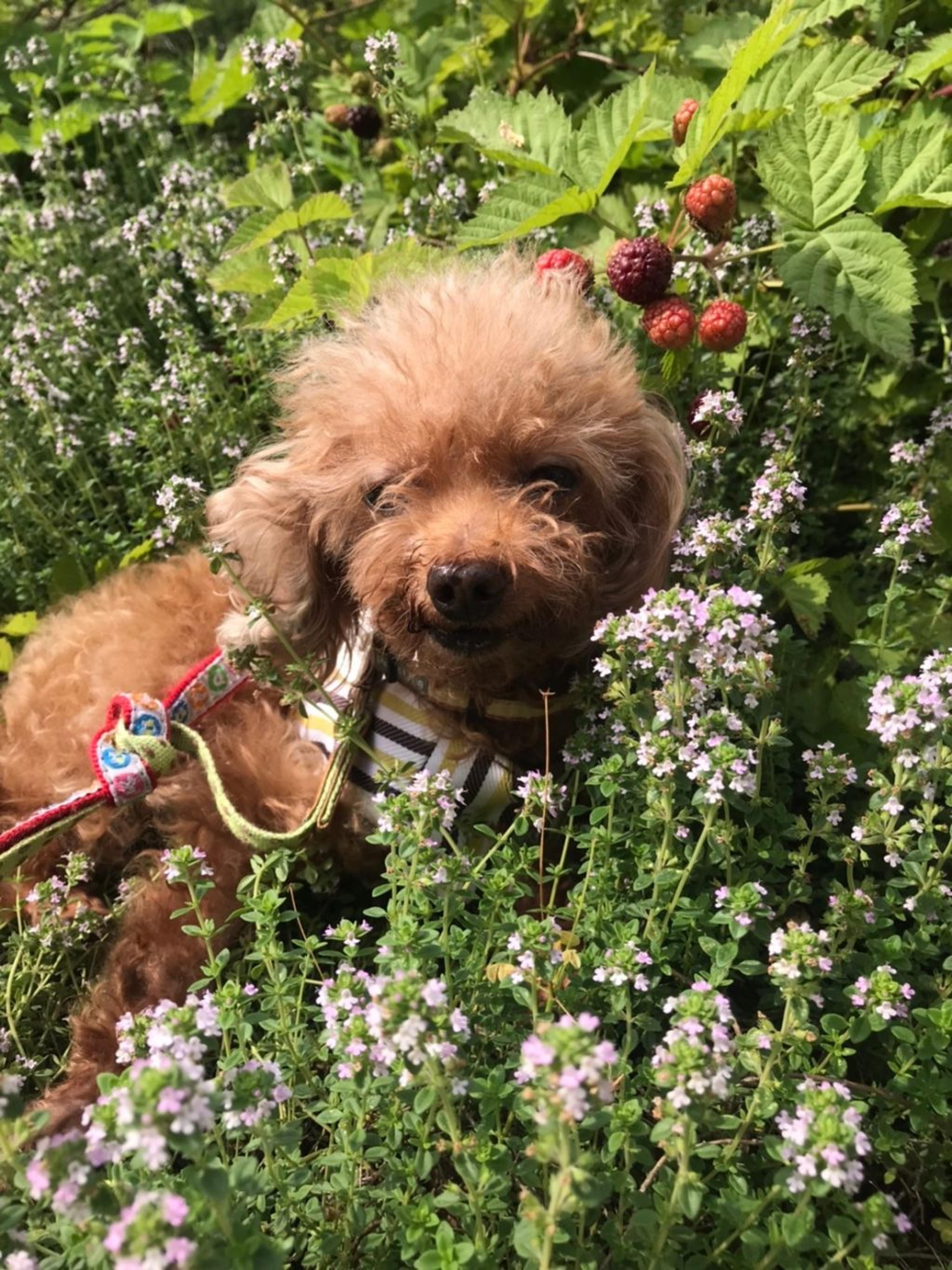 pet-image-3
