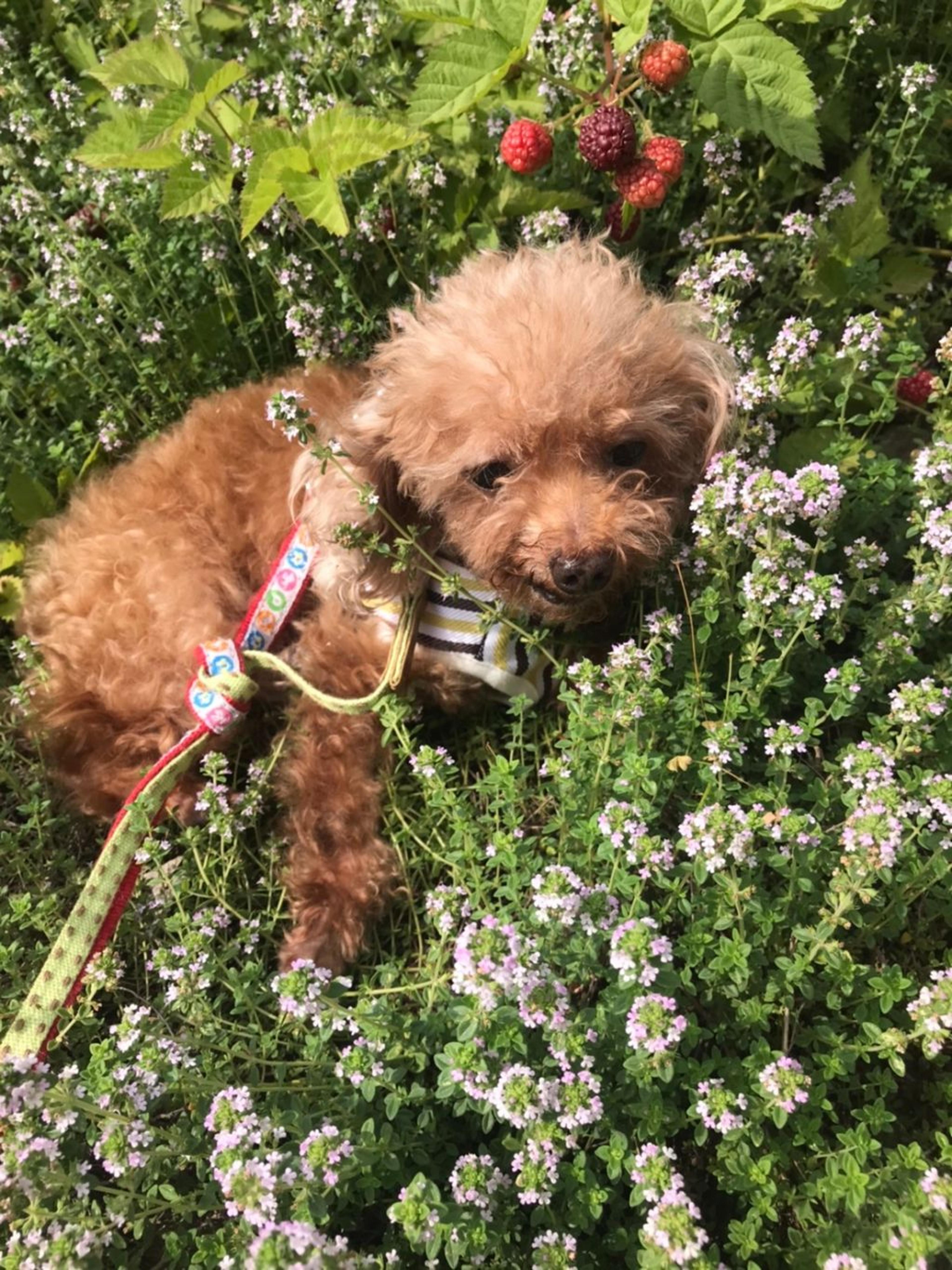 pet-image-4