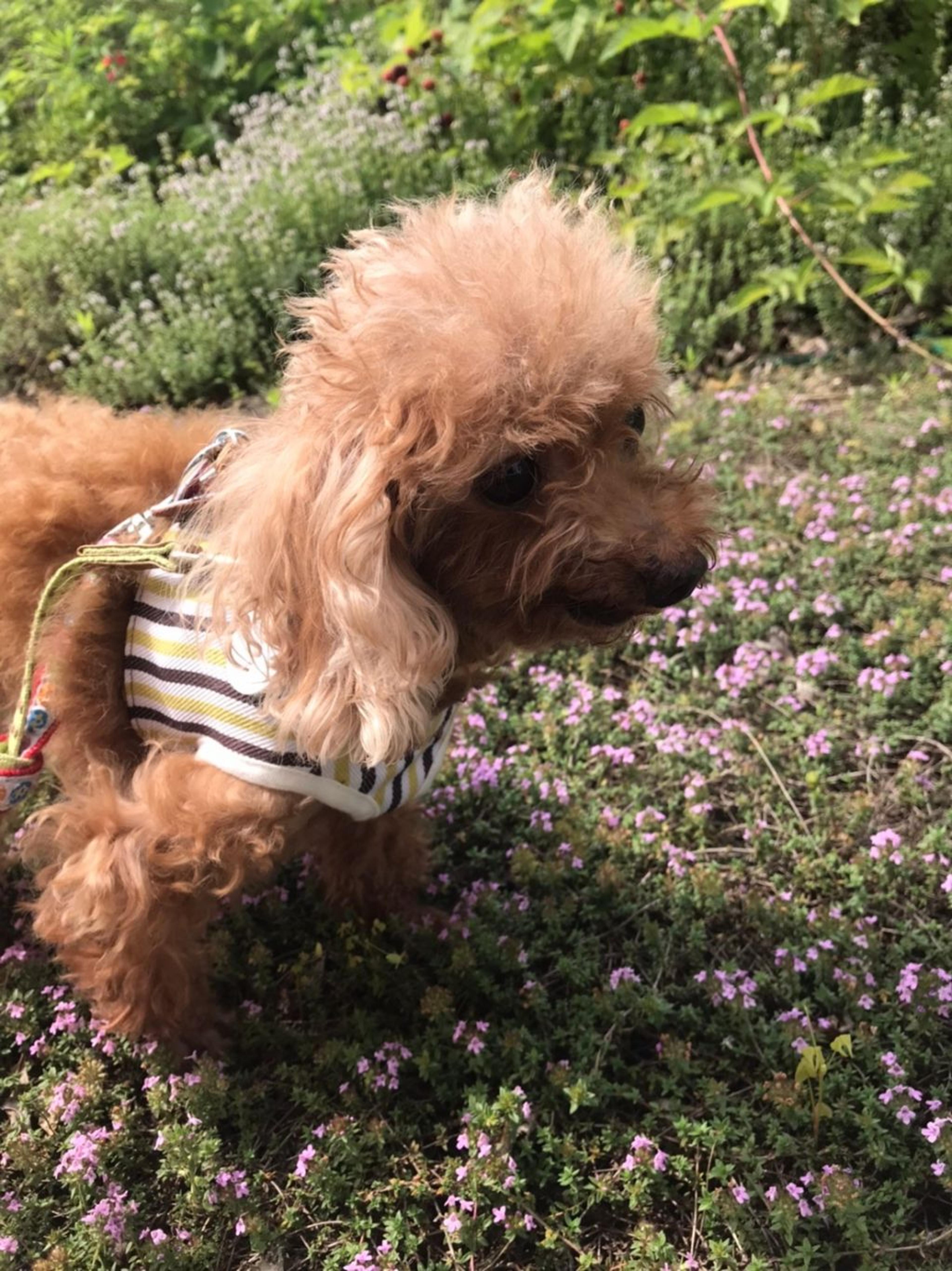 pet-image-5