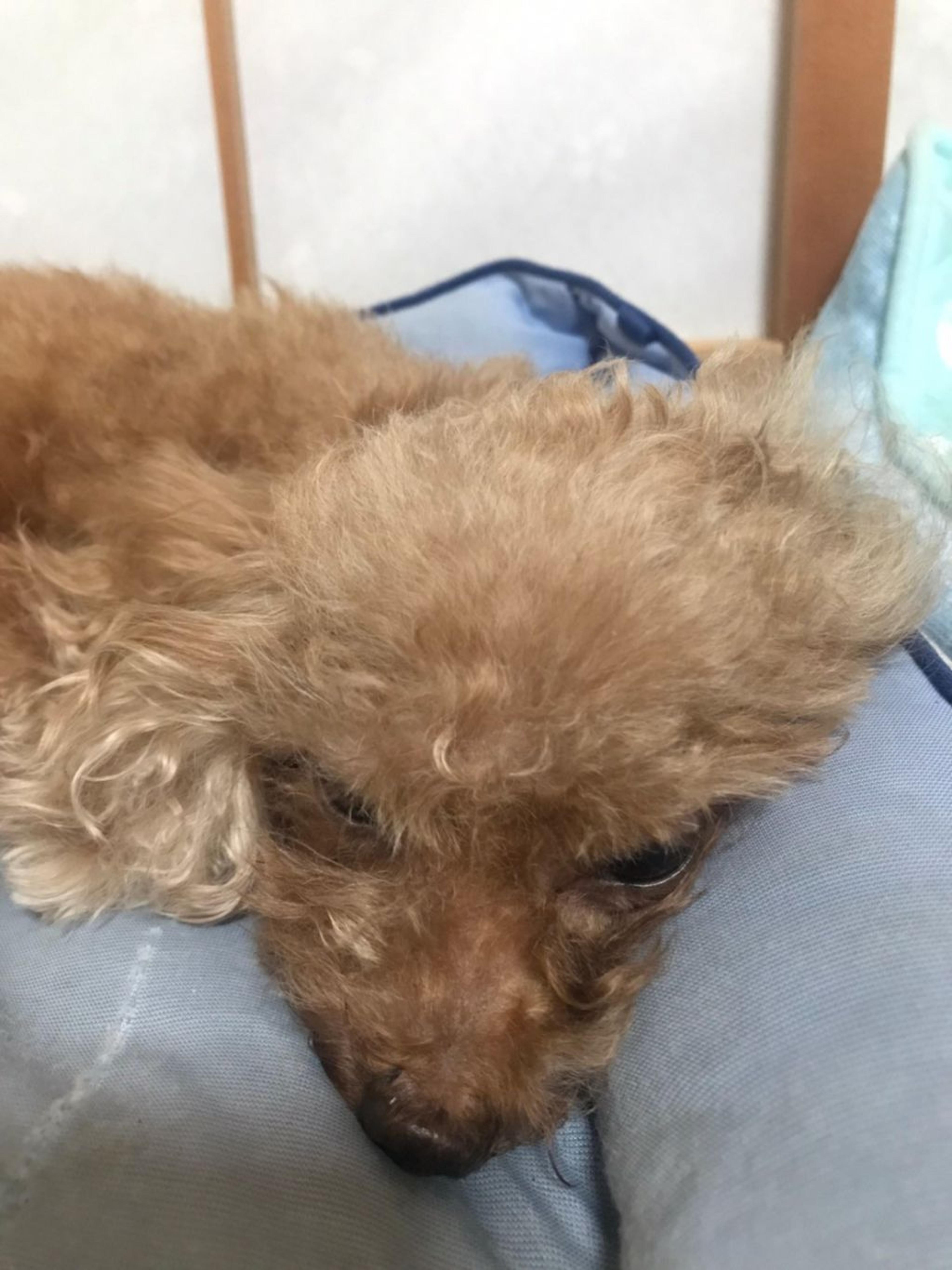 pet-image-8