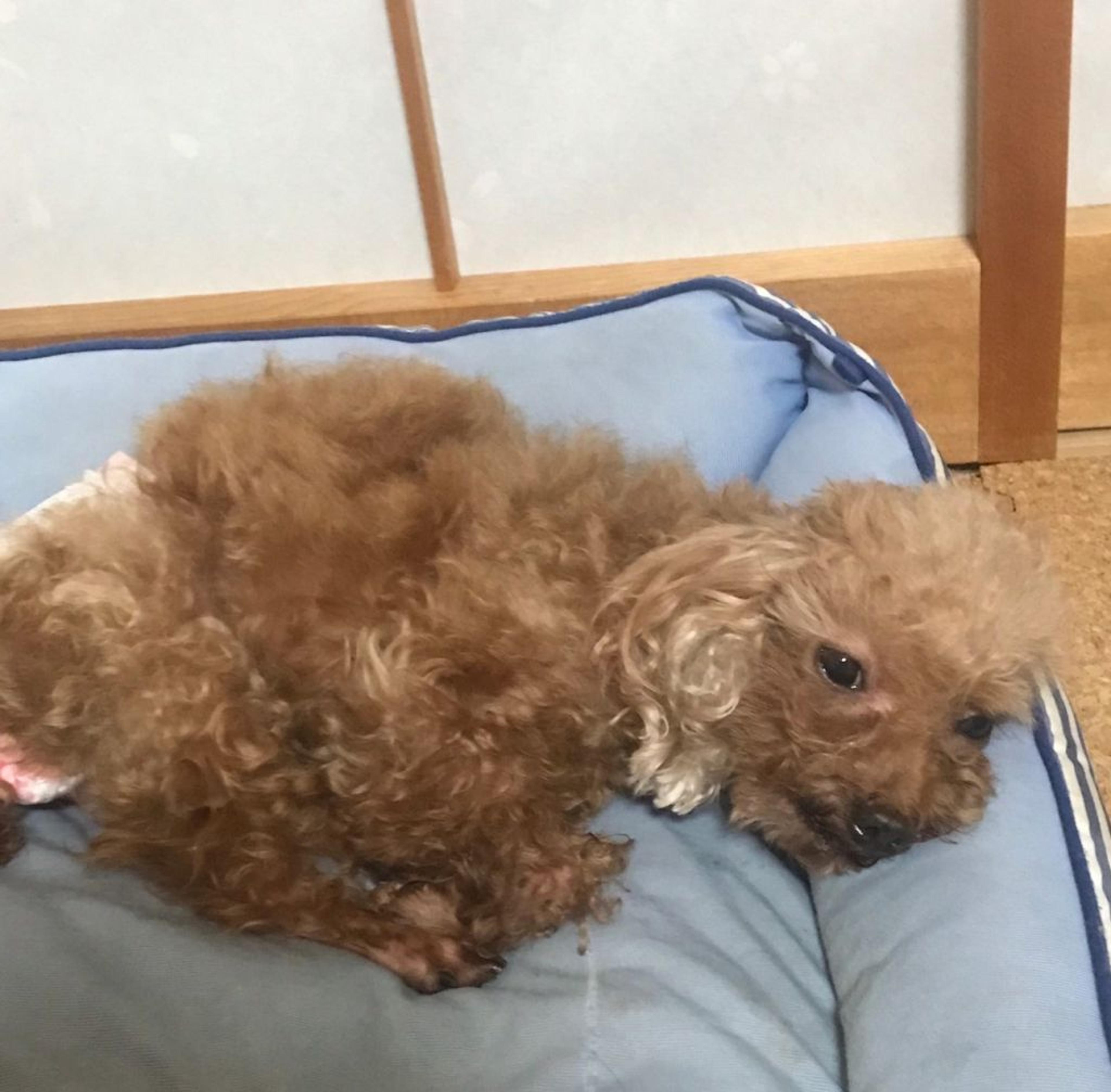 pet-image-9