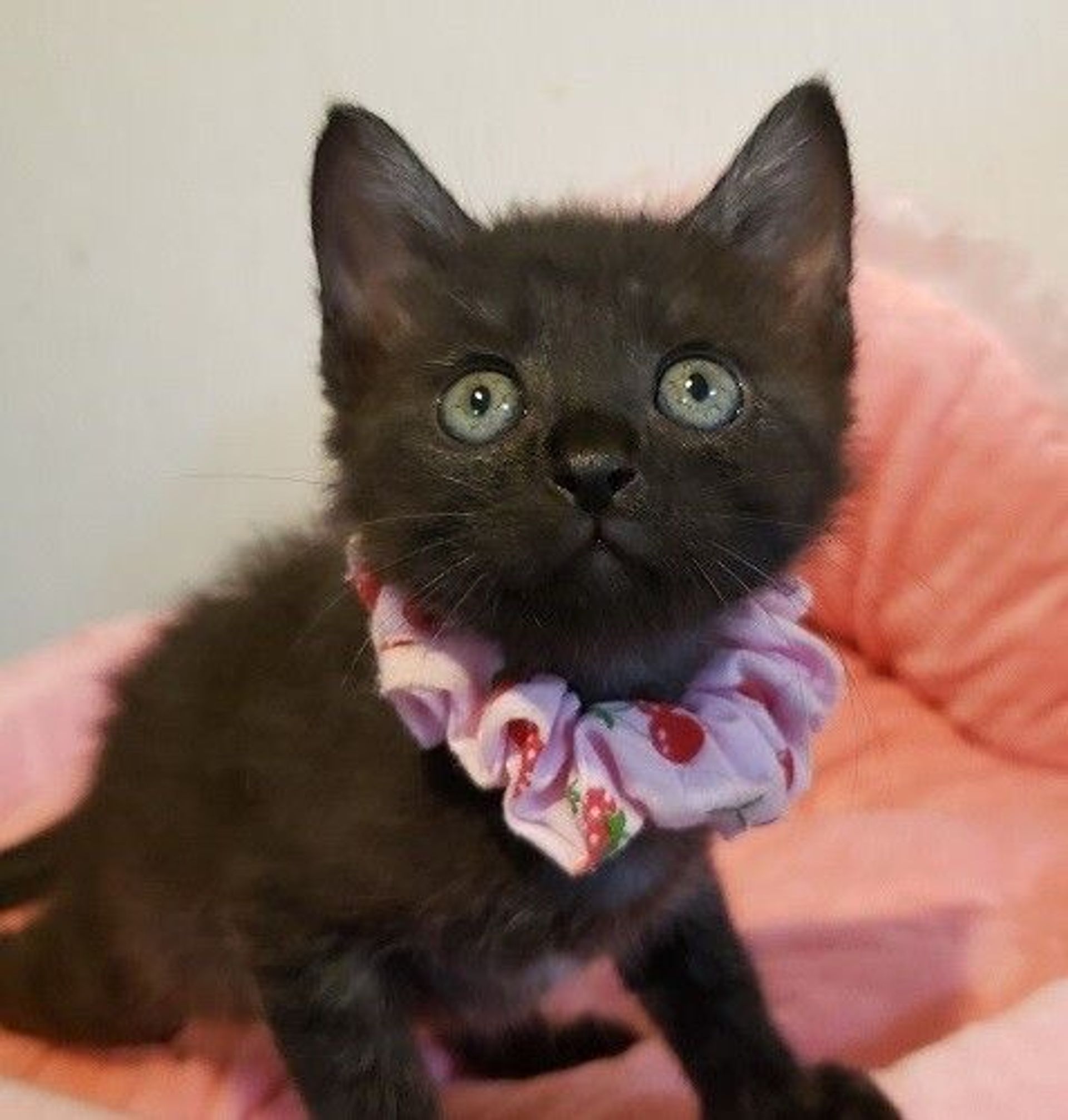 雑種（ミックス猫）・メスの里親募集の写真