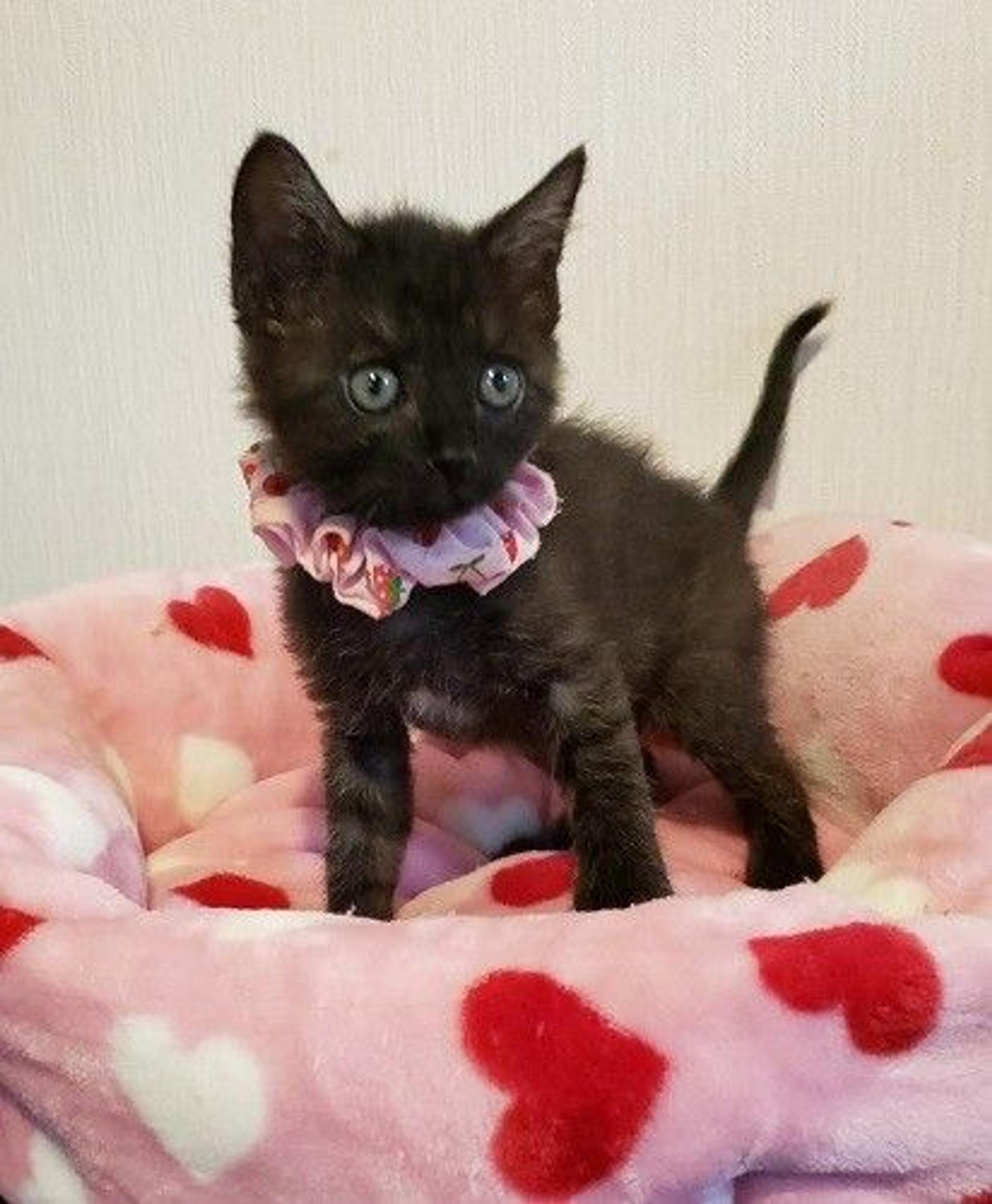 pet-image-3