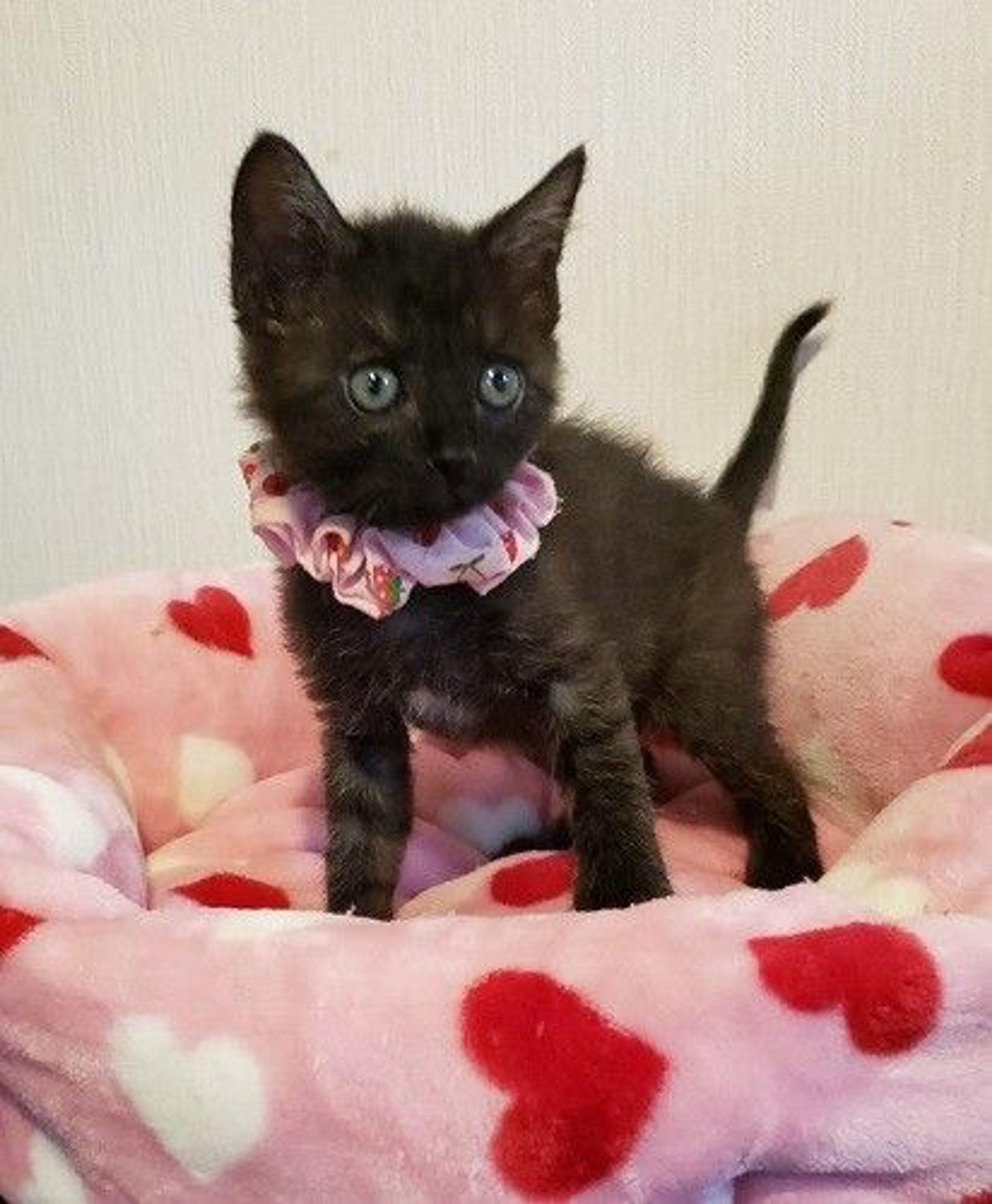 pet-image-3