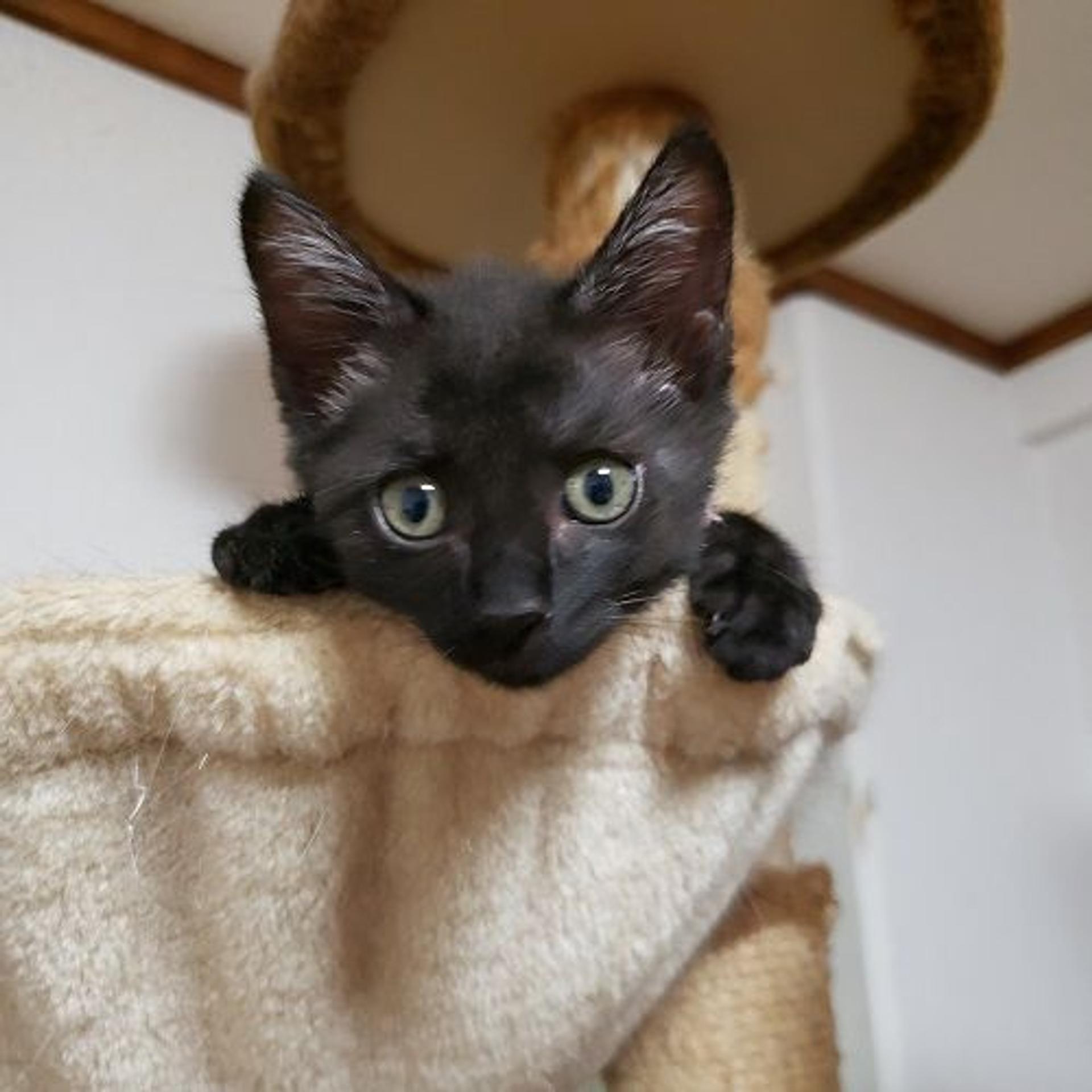 pet-image-2