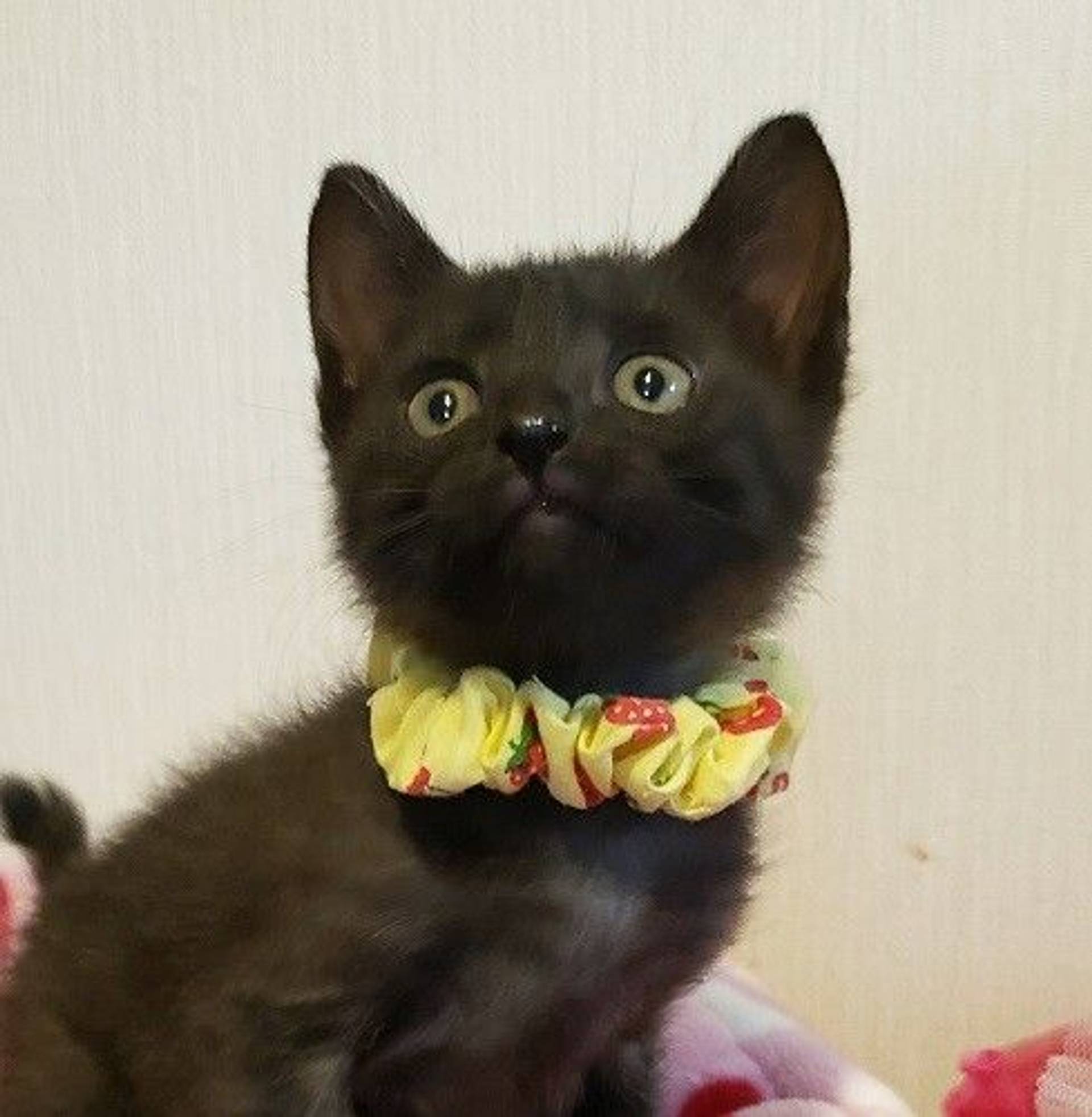 雑種（ミックス猫）・メスの里親募集の写真