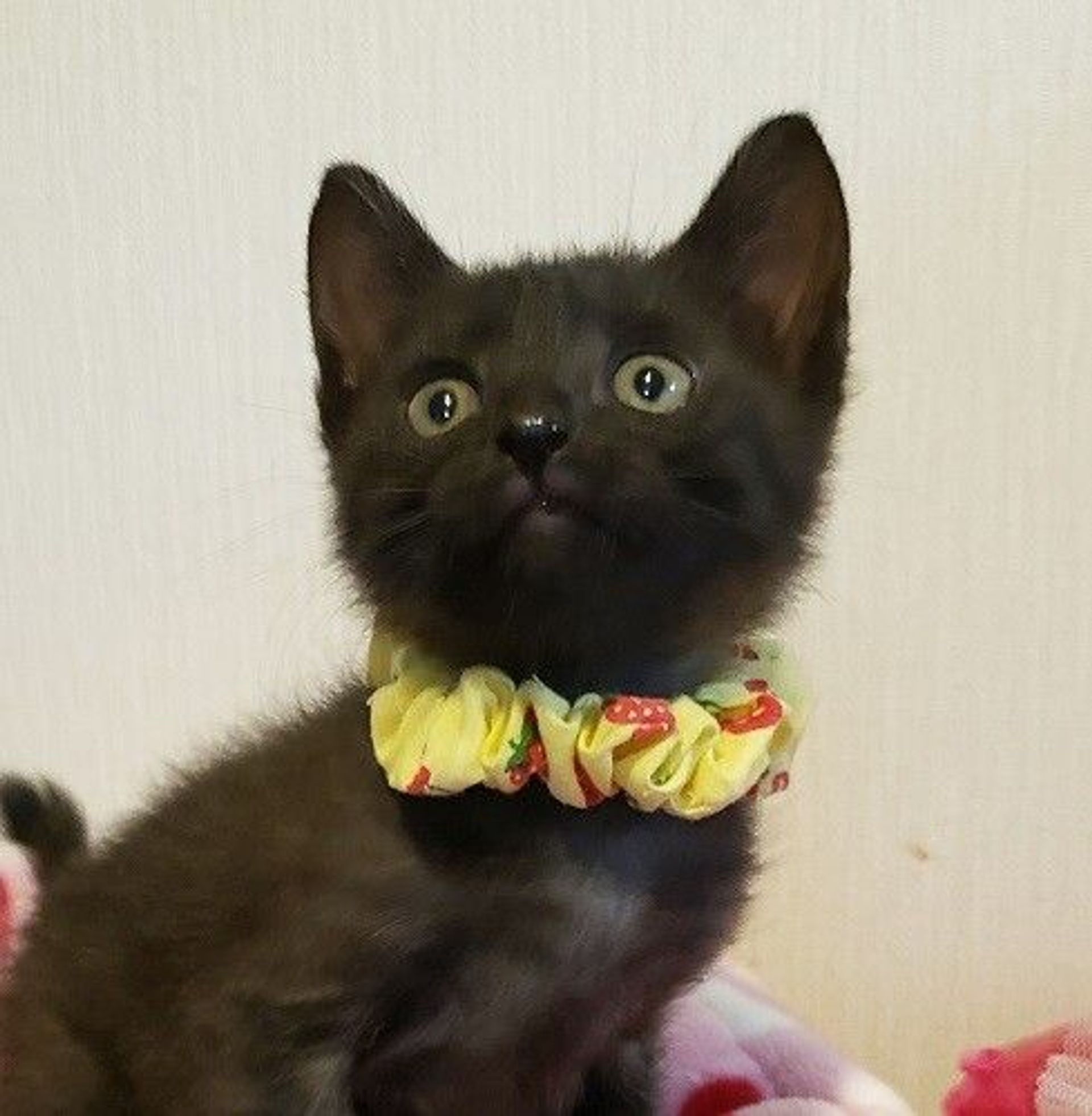 雑種（ミックス猫）・メスの里親募集の写真