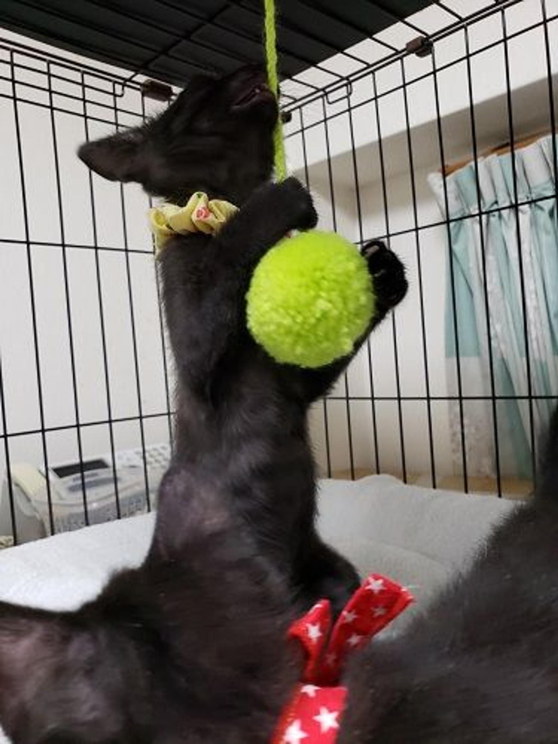 pet-image-2