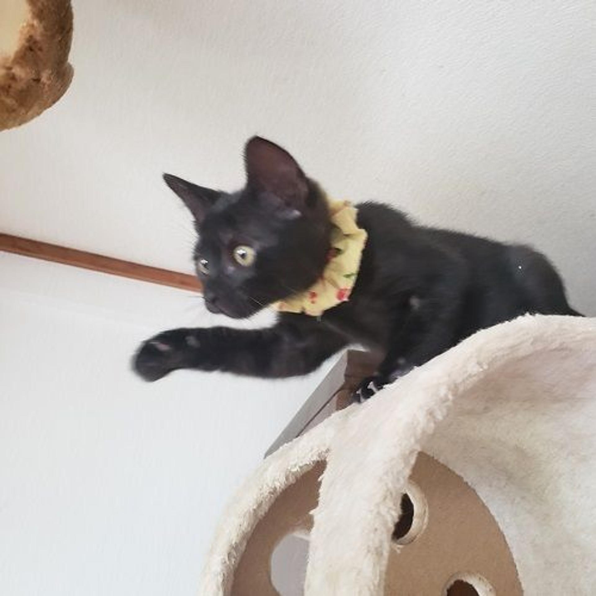 pet-image-9